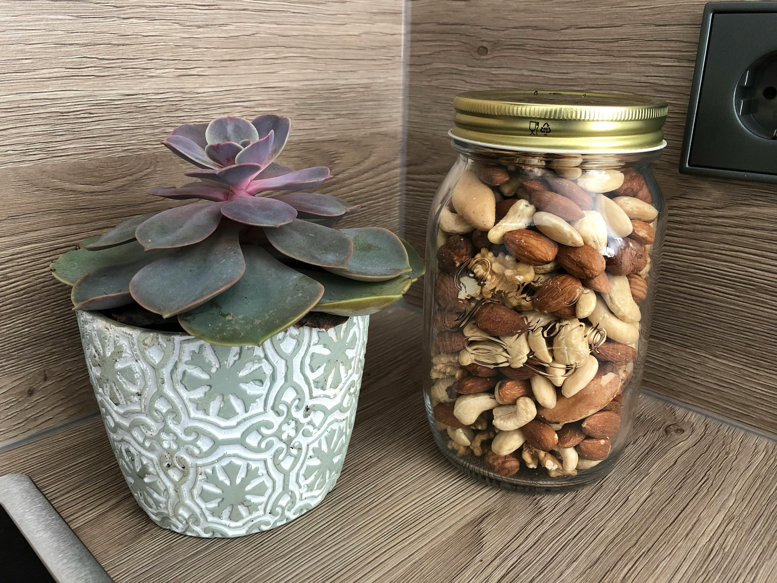 una pianta in vaso accanto a un barattolo di noci
