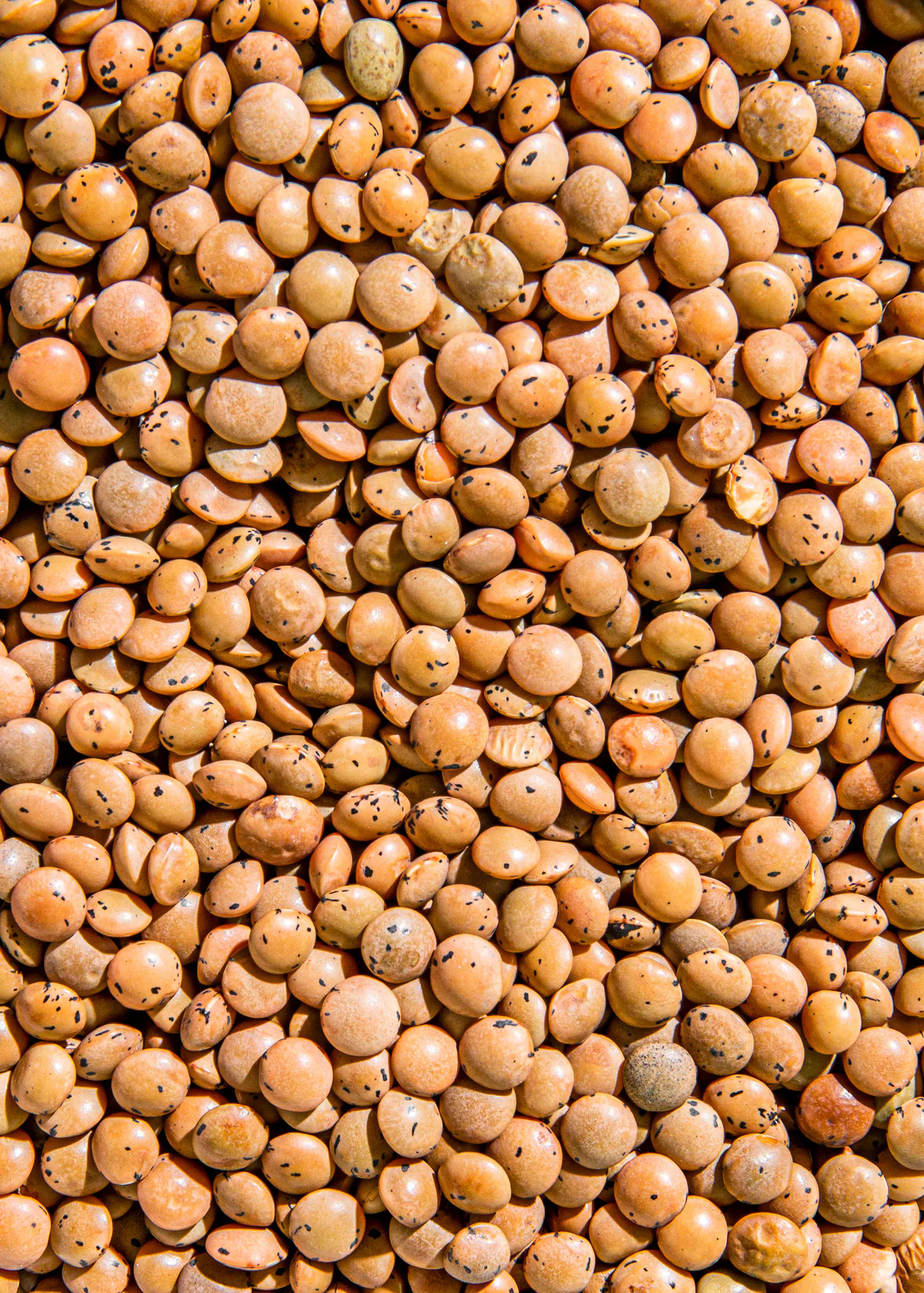 a pile of lentils with black spots on them