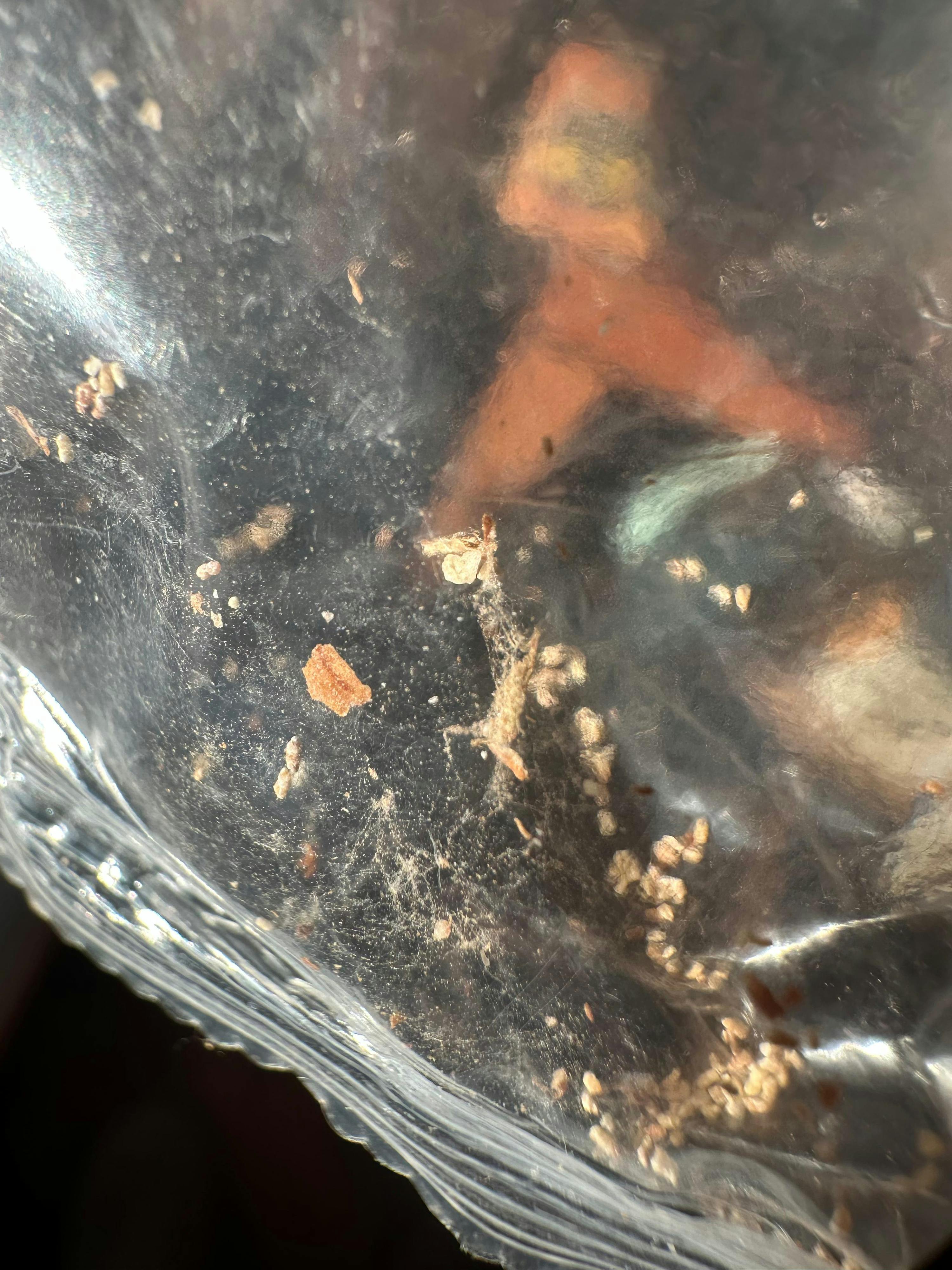 ein durchsichtiger plastikbeutel mit kleinen, hellen partikeln, spinnwebenartigen strukturen und einem unscharfen orangefarbenen objekt im hintergrund.