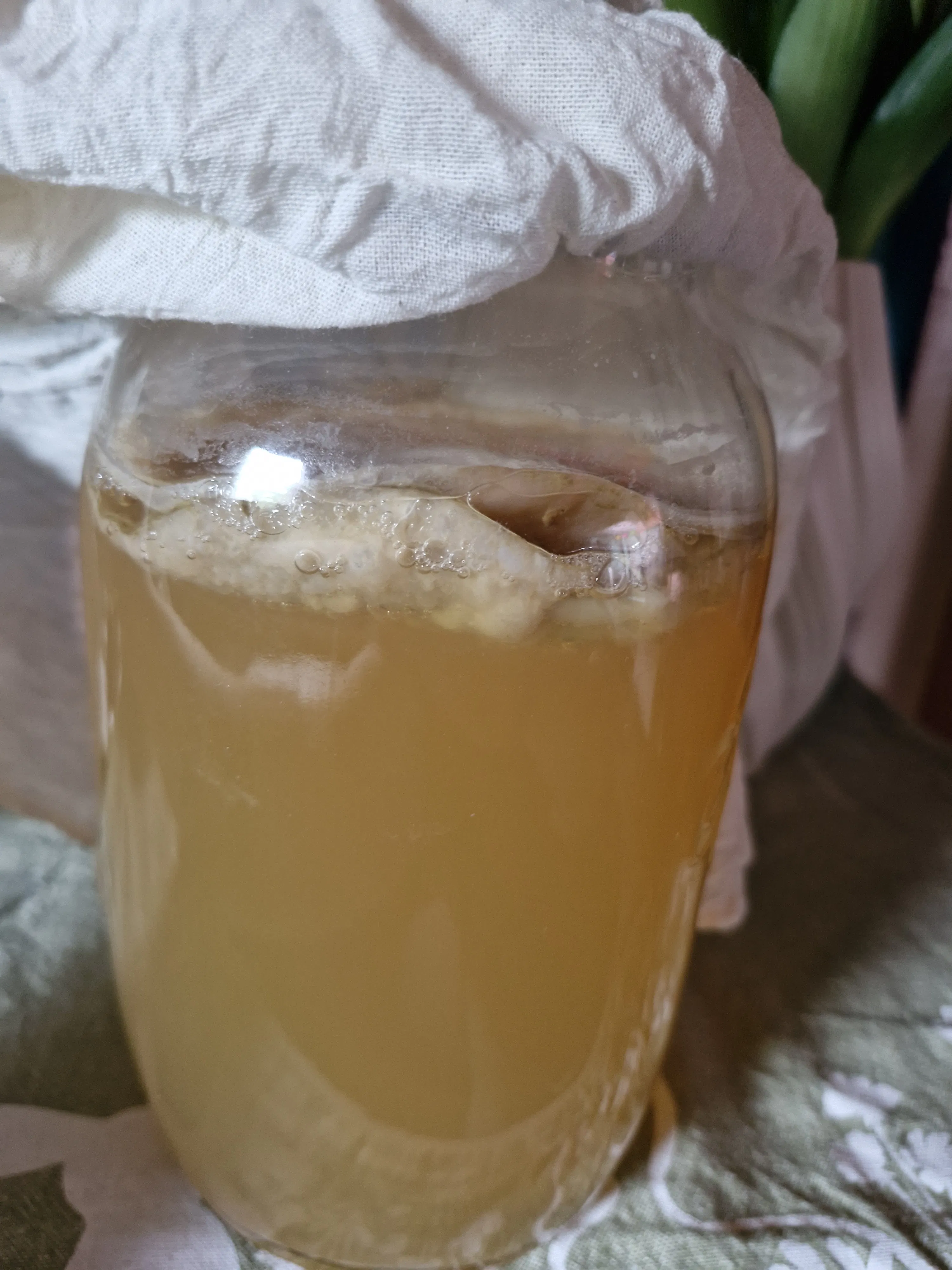 ein liegendes glasgefäß mit gelblicher flüssigkeit und einer schwimmenden kultur, die von blasen umgeben ist und dessen öffnung mit einem weißen tuch bedeckt ist.