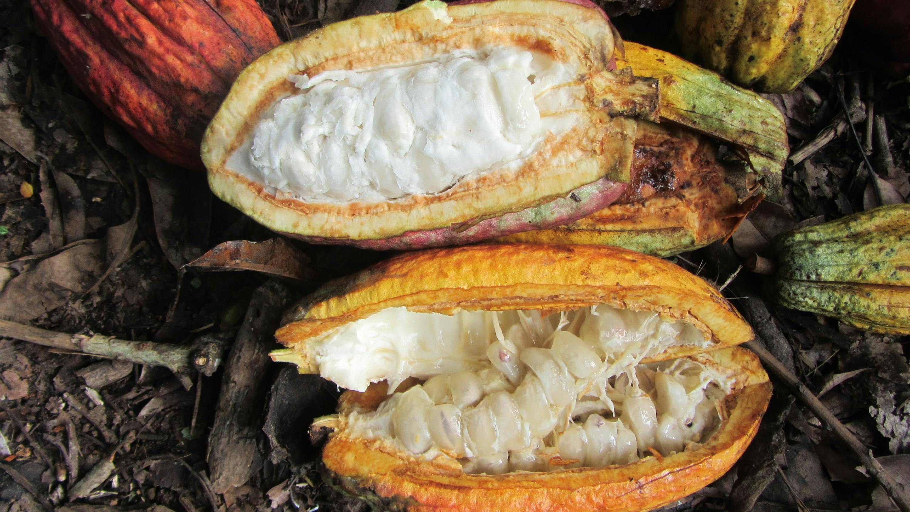 un fruit de cacao est coupé en deux et l' intérieur est visible