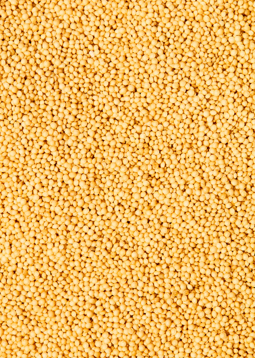 un tas de petites billes jaunes sur une surface blanche .