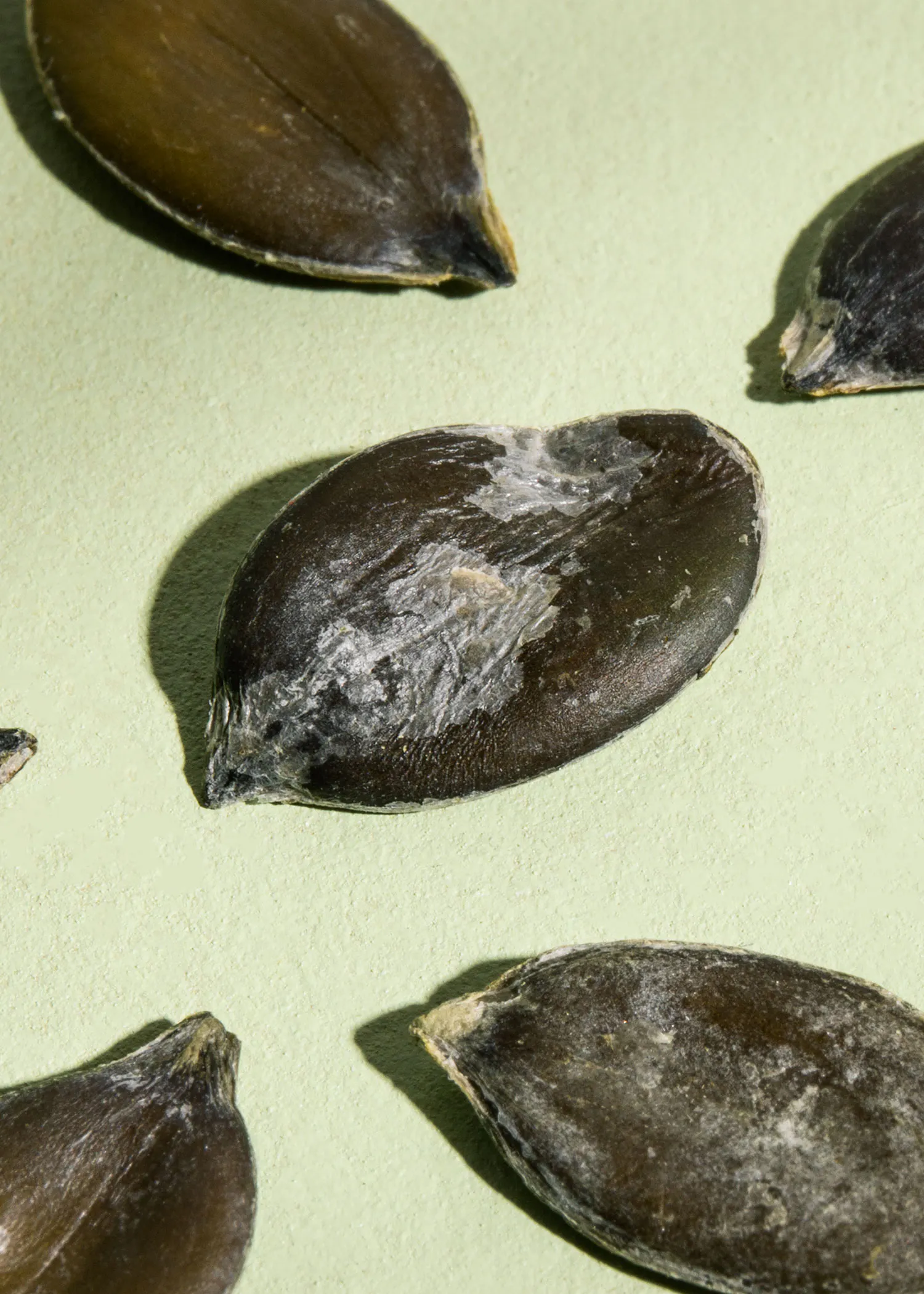 quelques graines de citrouille sur une surface verte