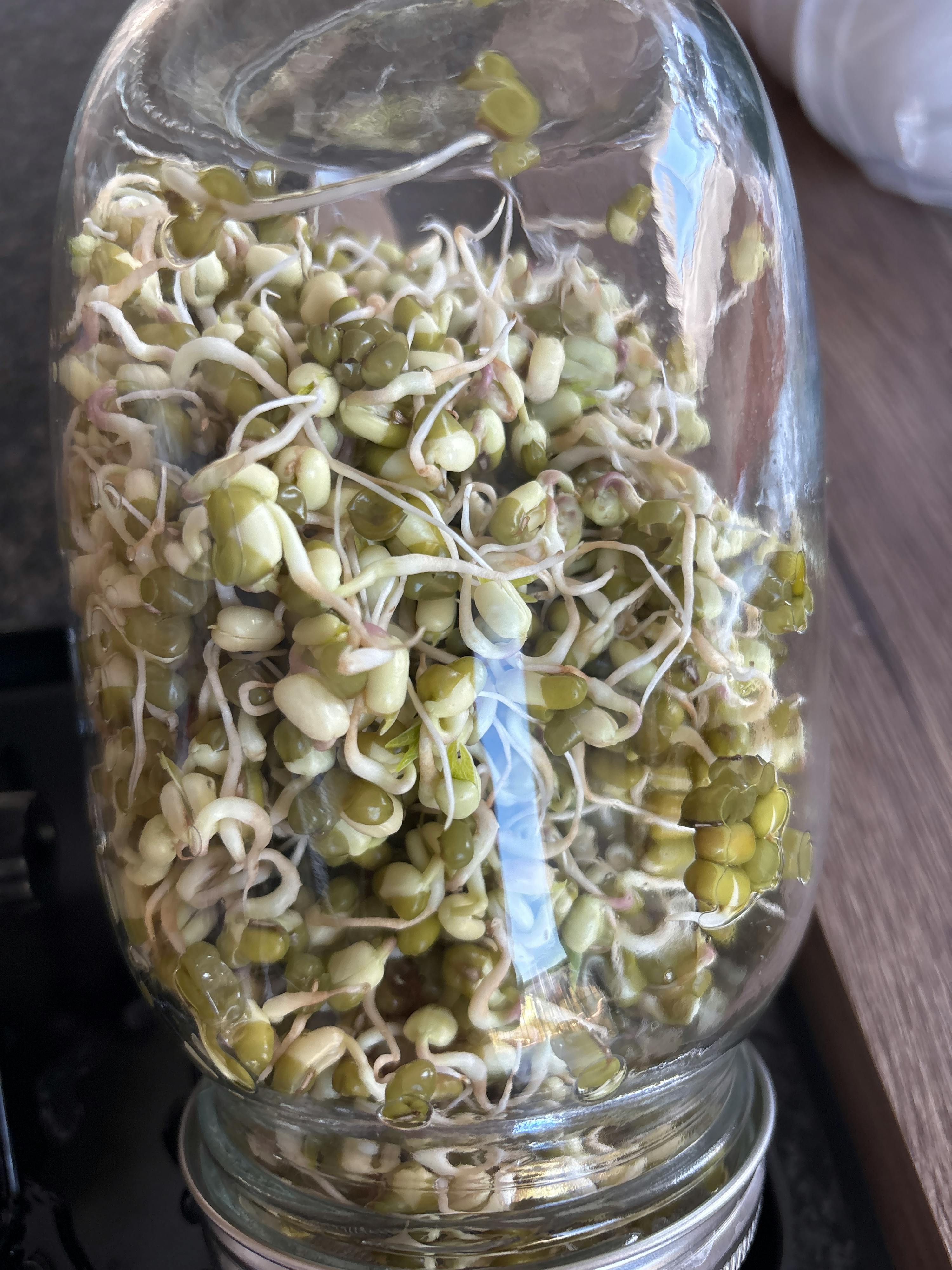 germogli di fagioli mung verdi e bianchi sono visibili all'interno di un barattolo di vetro trasparente.