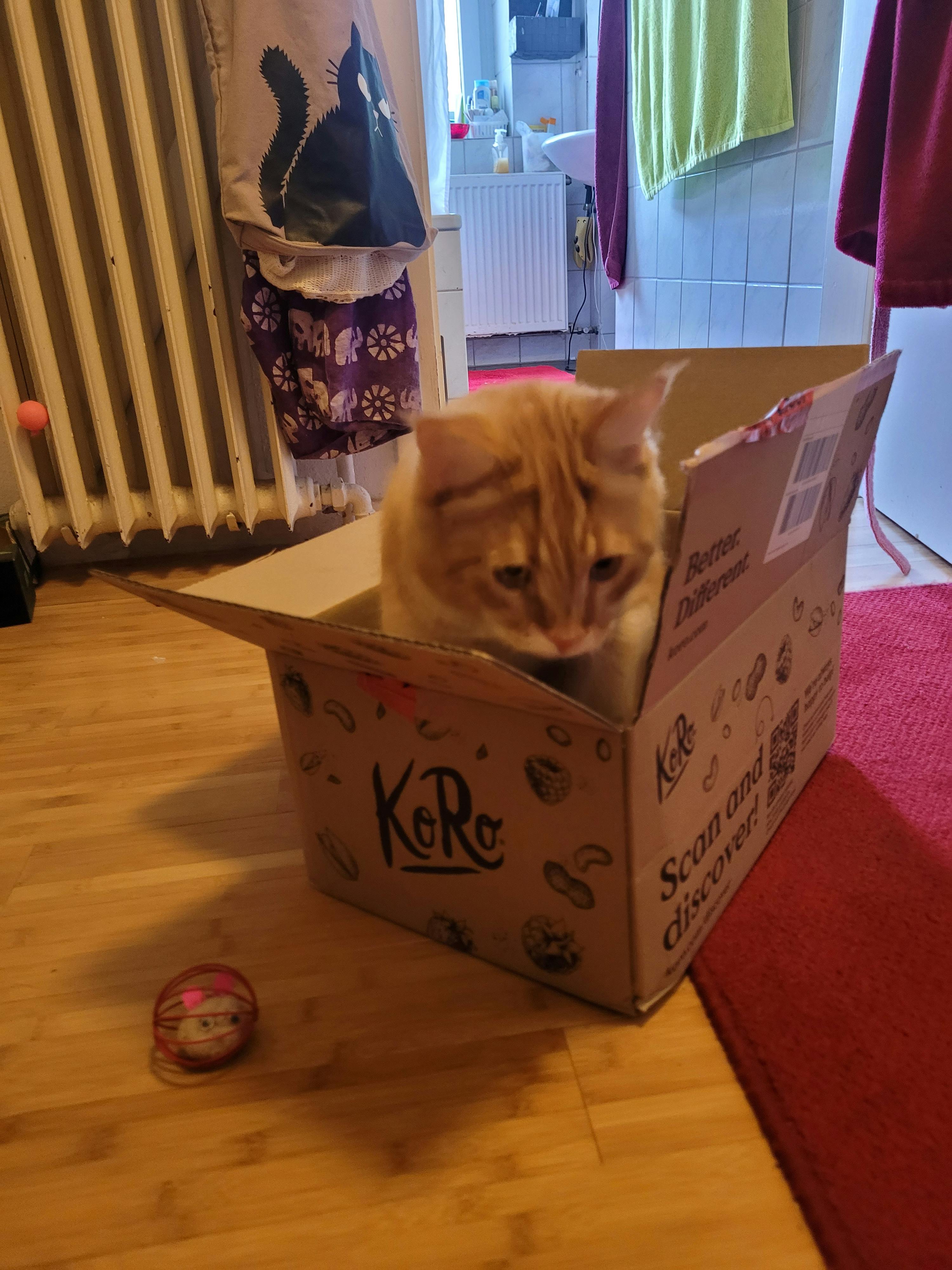 un gatto è seduto all'interno di una scatola di cartone che dice " scan and discover "