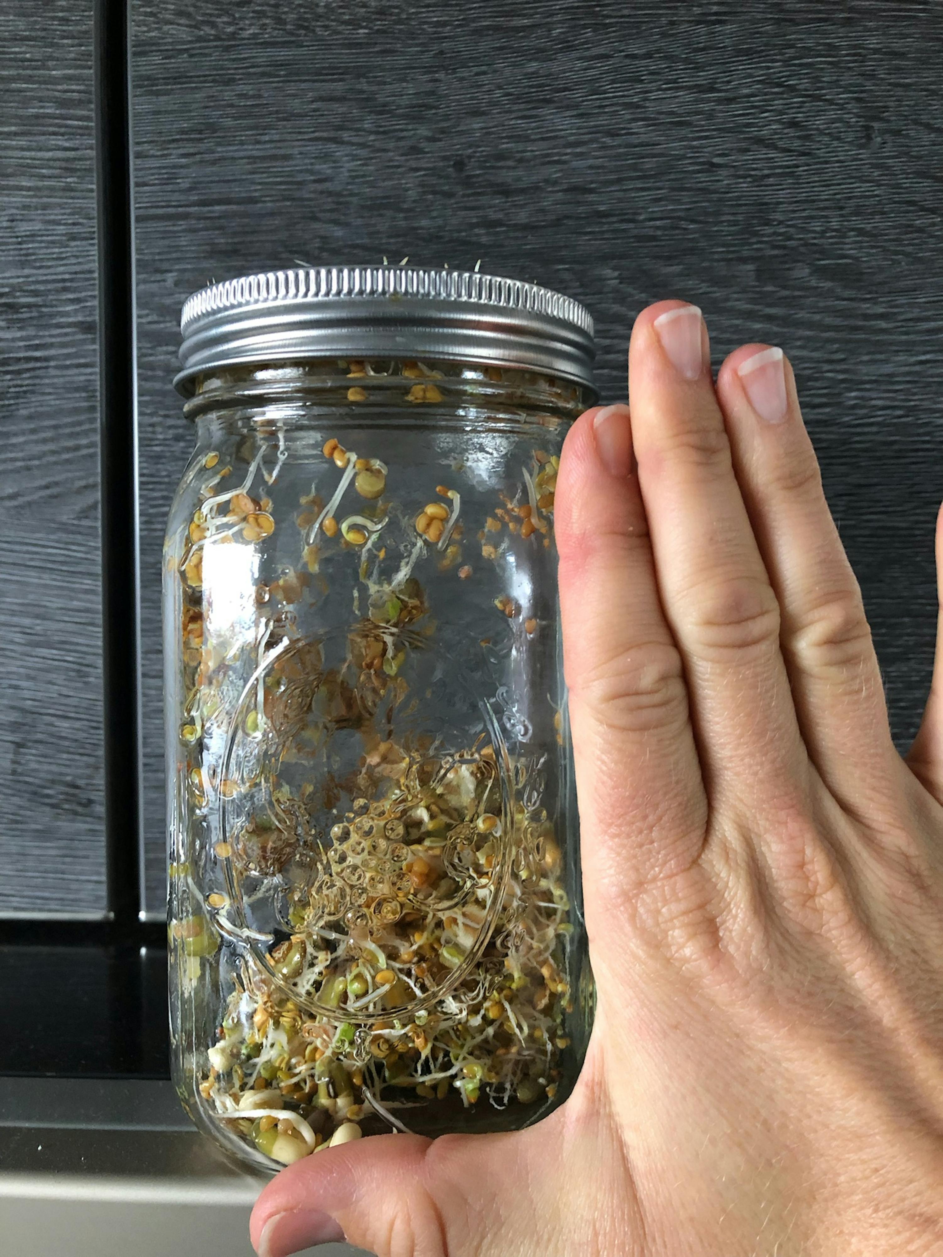 une personne tient un bocal en verre rempli de germes