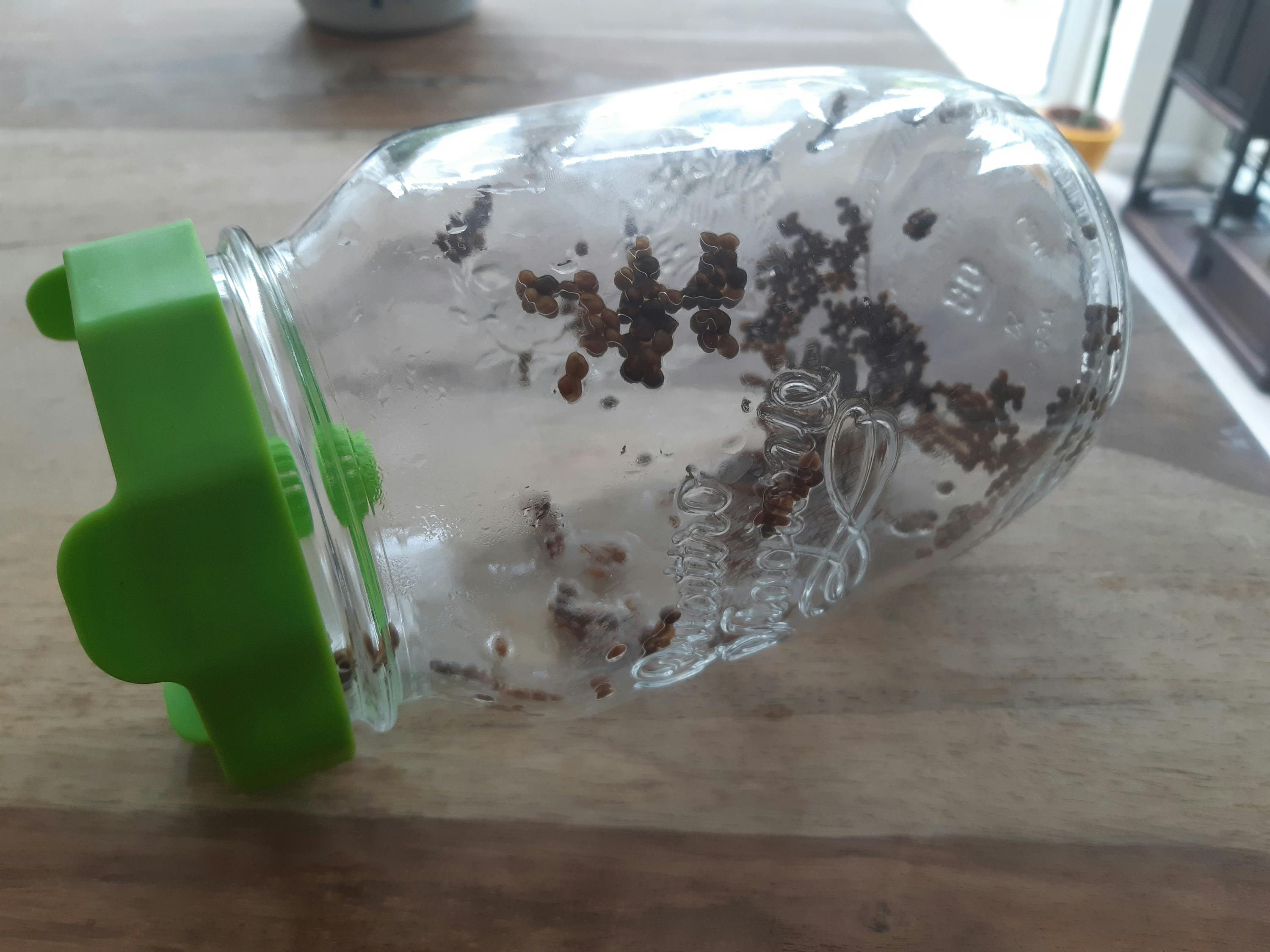 ein Glasgefäß mit einem grünen Deckel und der Aufschrift " sprossen "