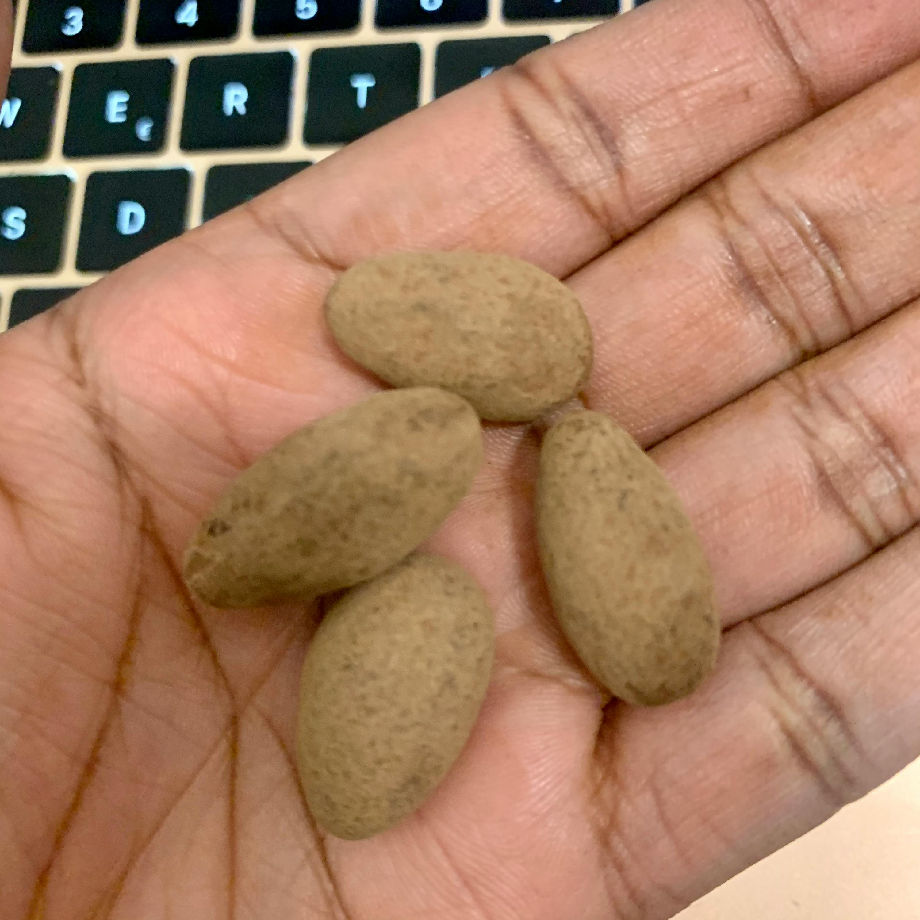 eine Person hält drei braune Nüsse in der Hand vor einer Tastatur