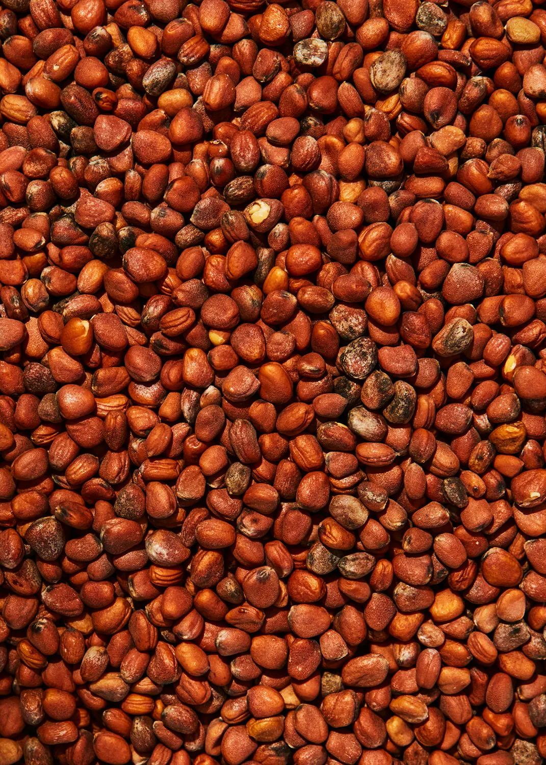 a close up of a pile of red nuts