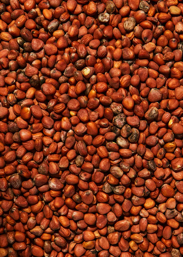 a close up of a pile of red nuts