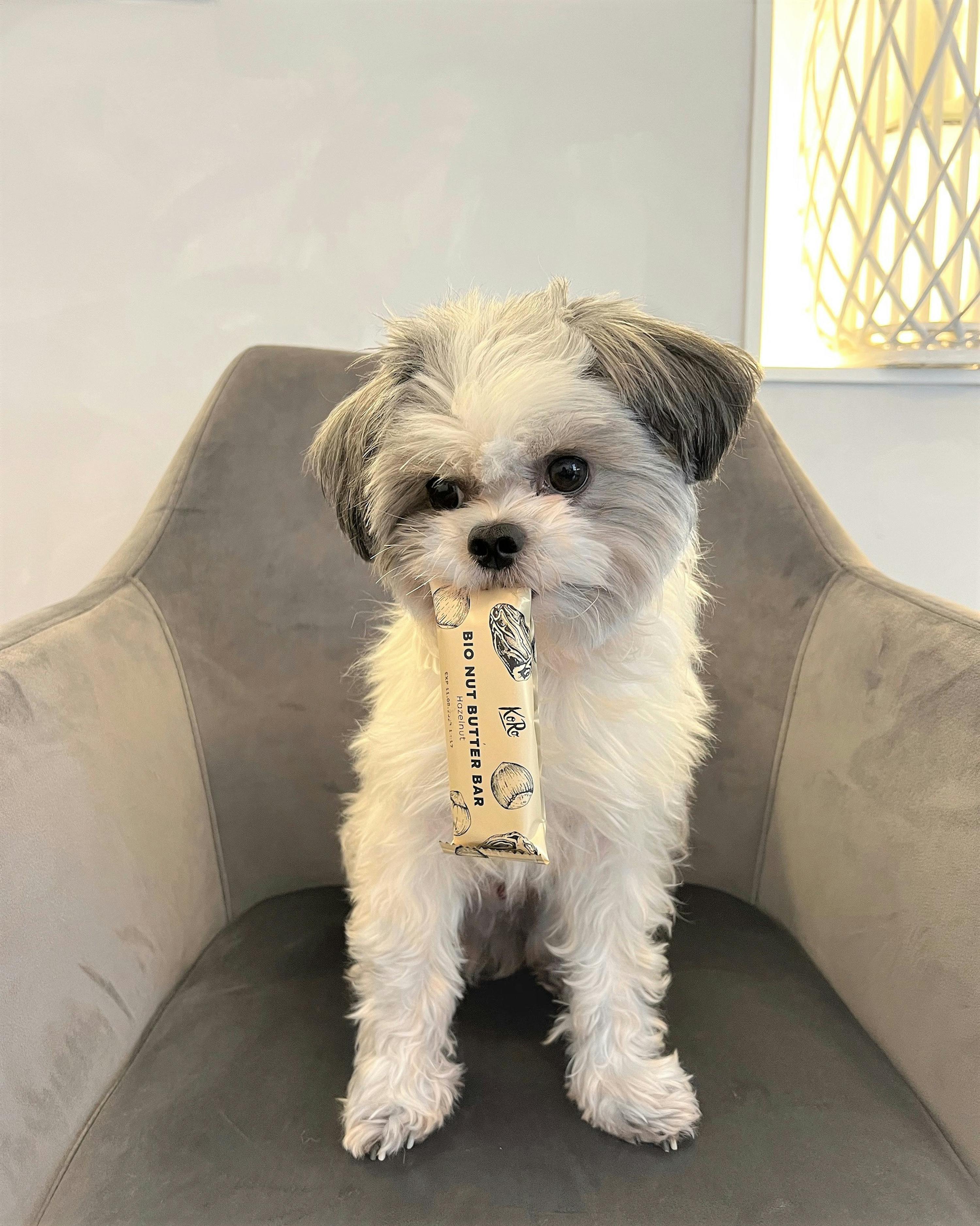 un petit chien assis sur une chaise tenant une barre de beurre de noix