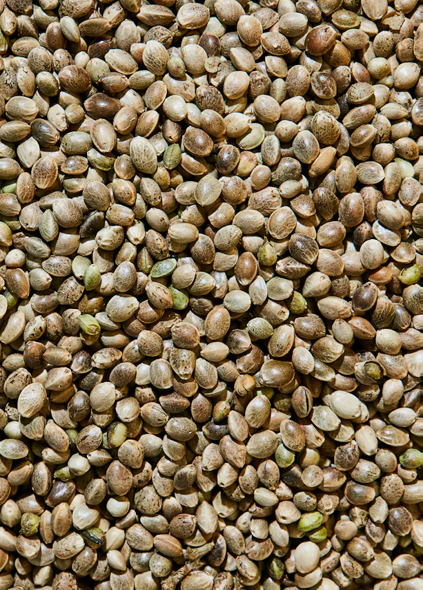 a close up of a pile of hemp seeds with green leaves