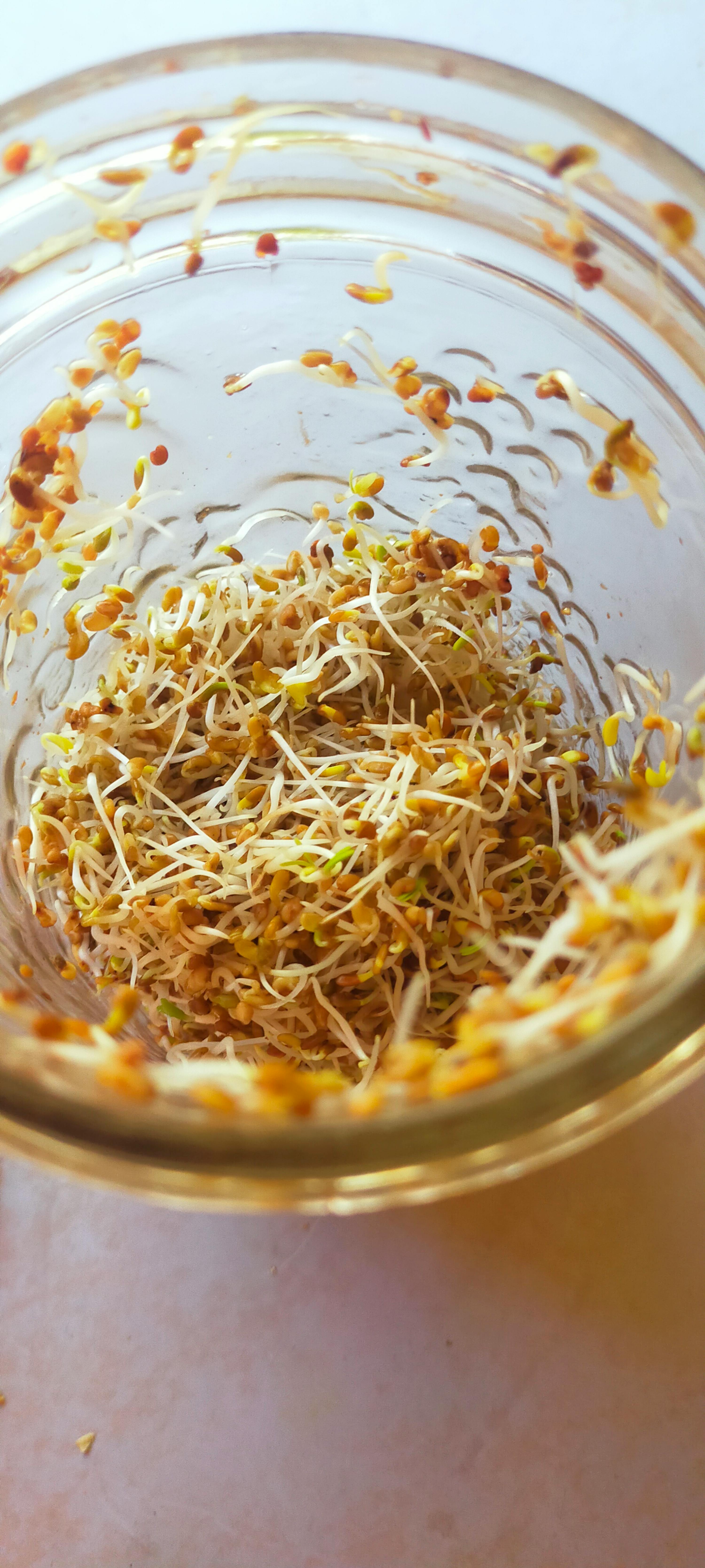 un bol en verre rempli de germes et de graines