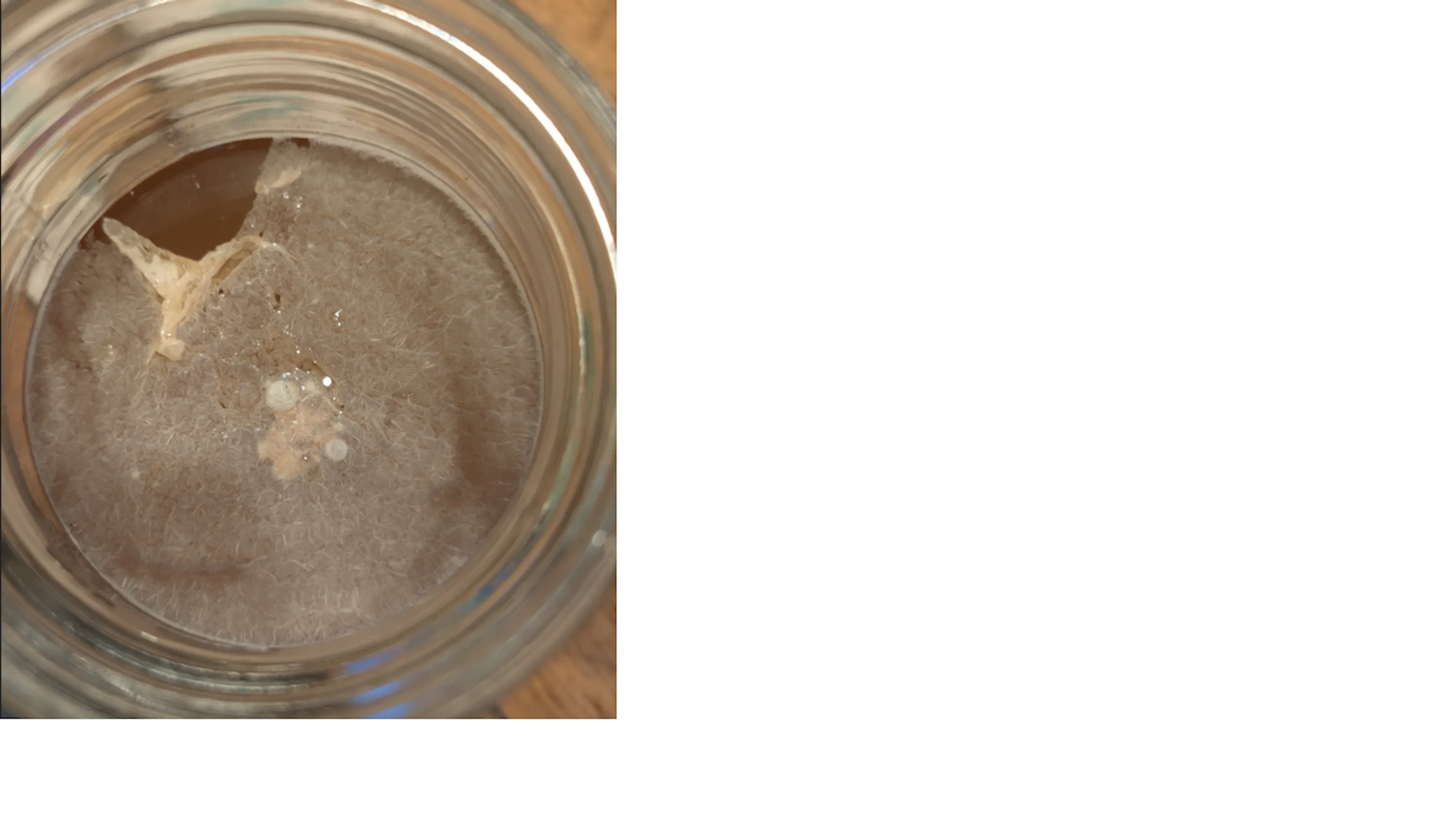 a top-down view of a glass jar with a thick, fibrous, light brown mold or bacterial growth covering the surface of a liquid.