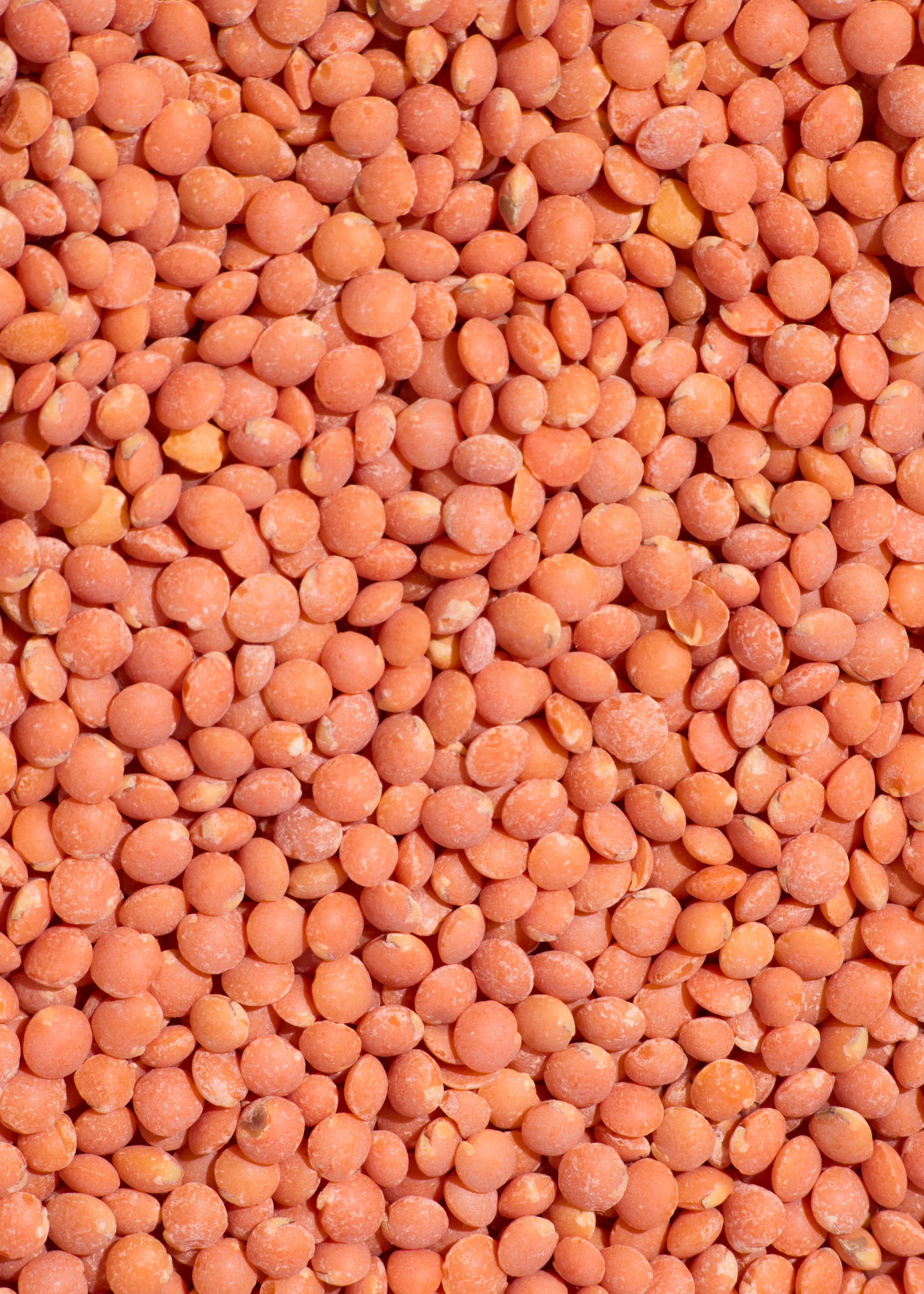 eine nahaufnahme von vielen kleinen, runden, rötlich-orangen linsen, die die gesamte bildfläche ausfüllen.