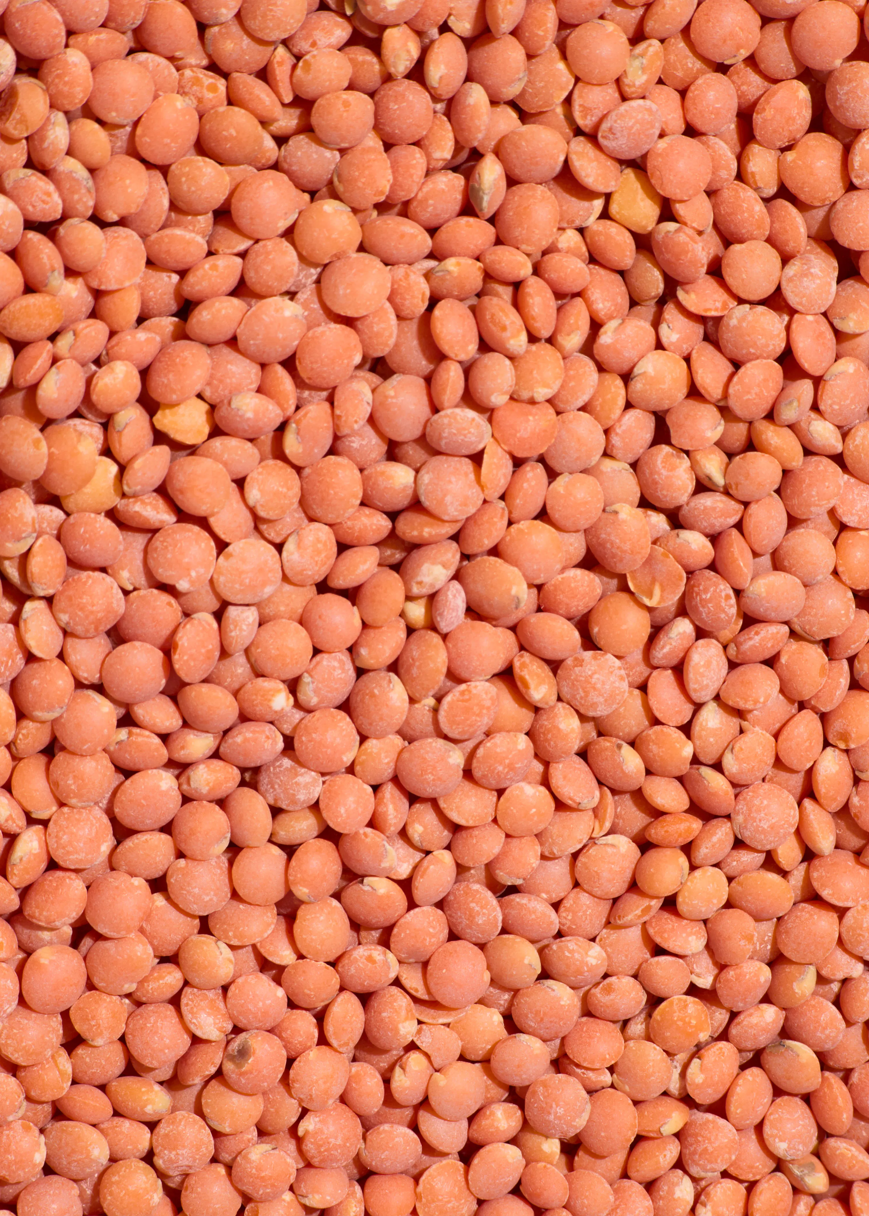 eine nahaufnahme von vielen kleinen, runden, rötlich-orangen linsen, die die gesamte bildfläche ausfüllen.