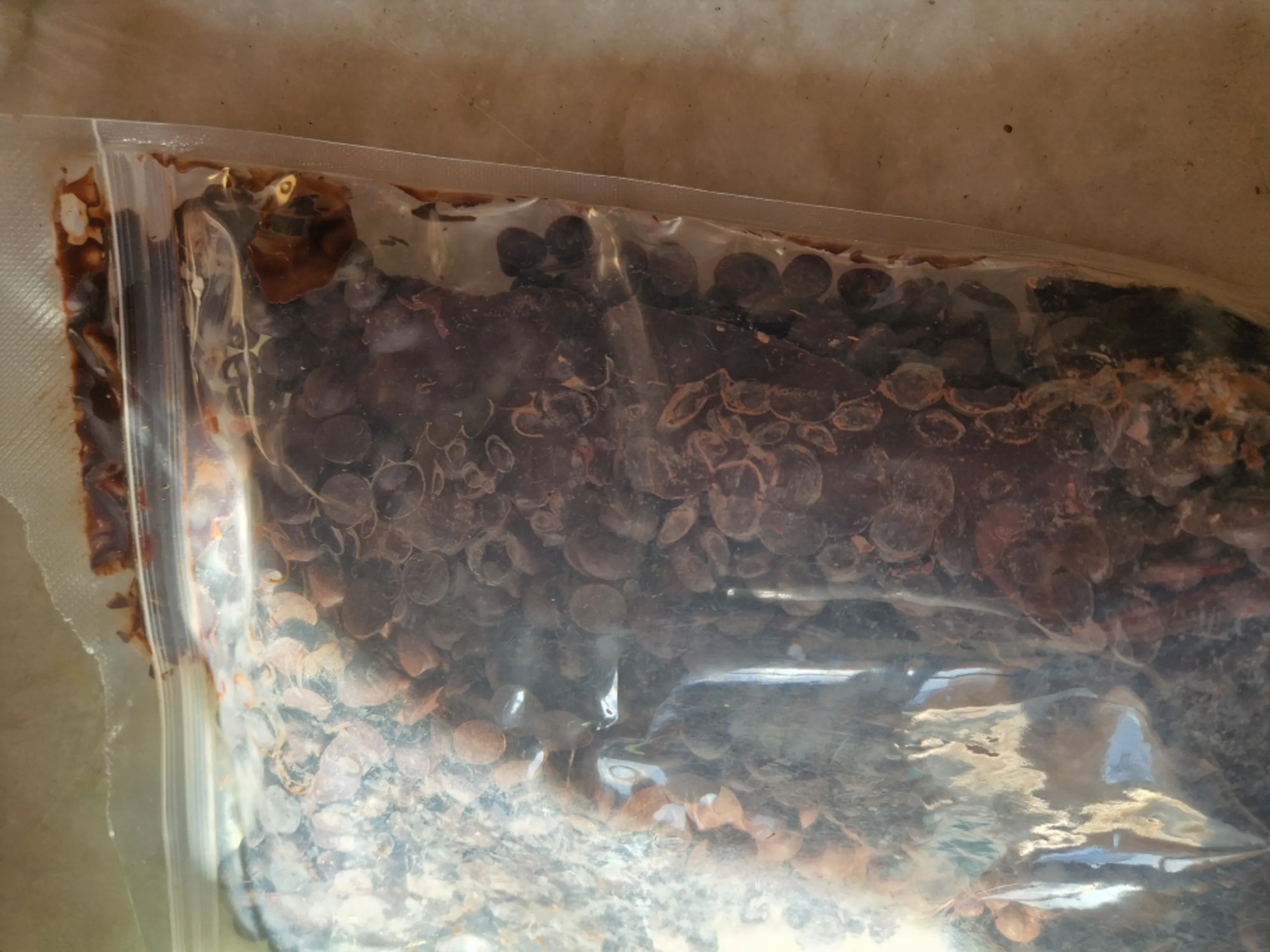 a clear plastic bag filled with dark, round, flat chocolate pieces.