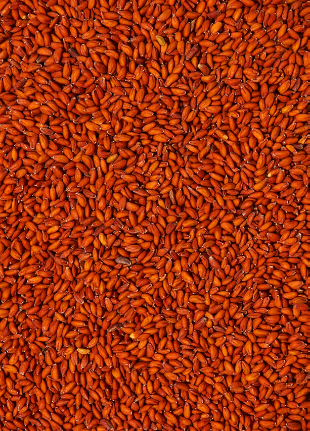 eine Nahaufnahme eines Haufens brauner Samen