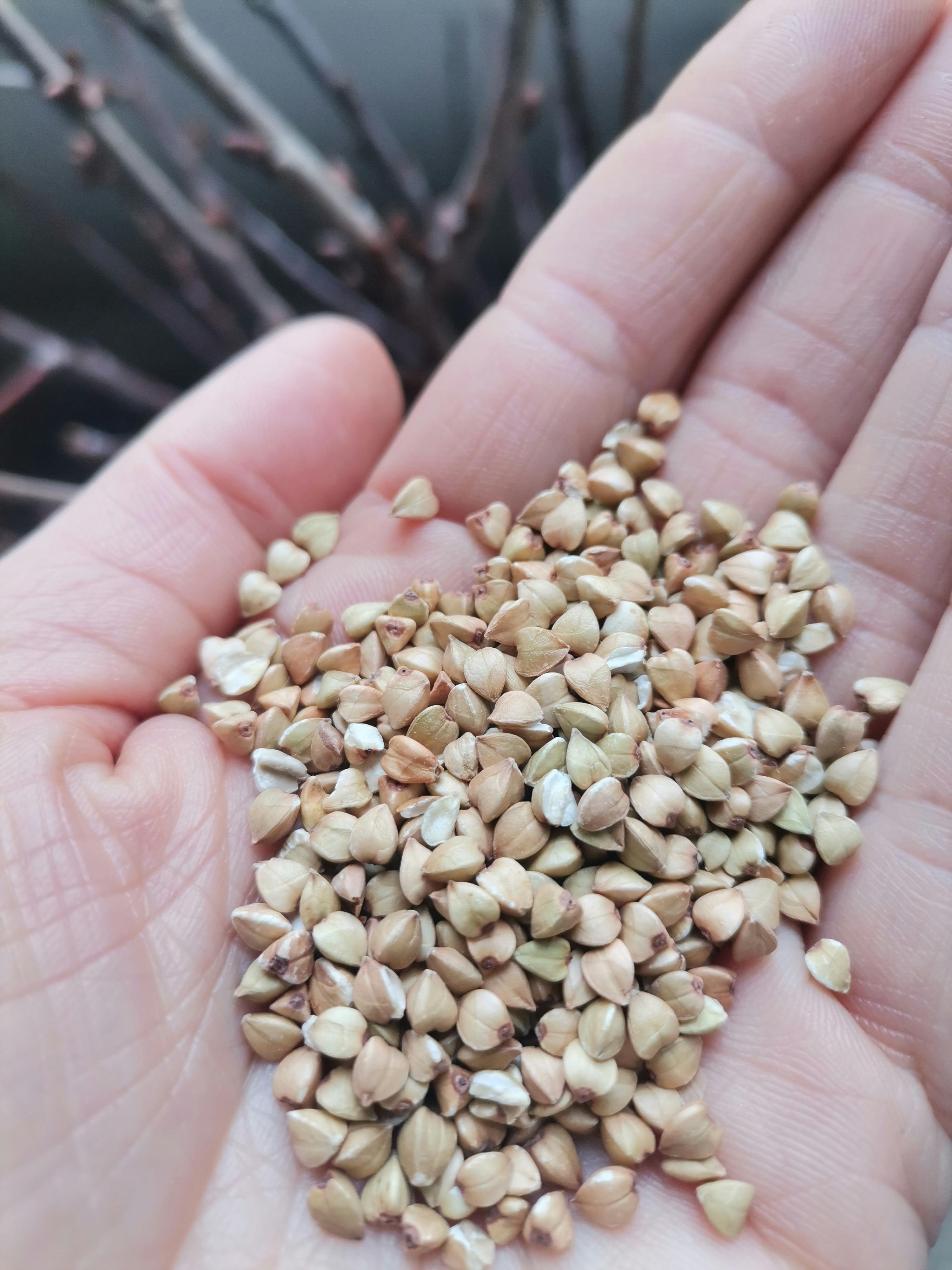 a hand holding a pile of buckwheat seeds