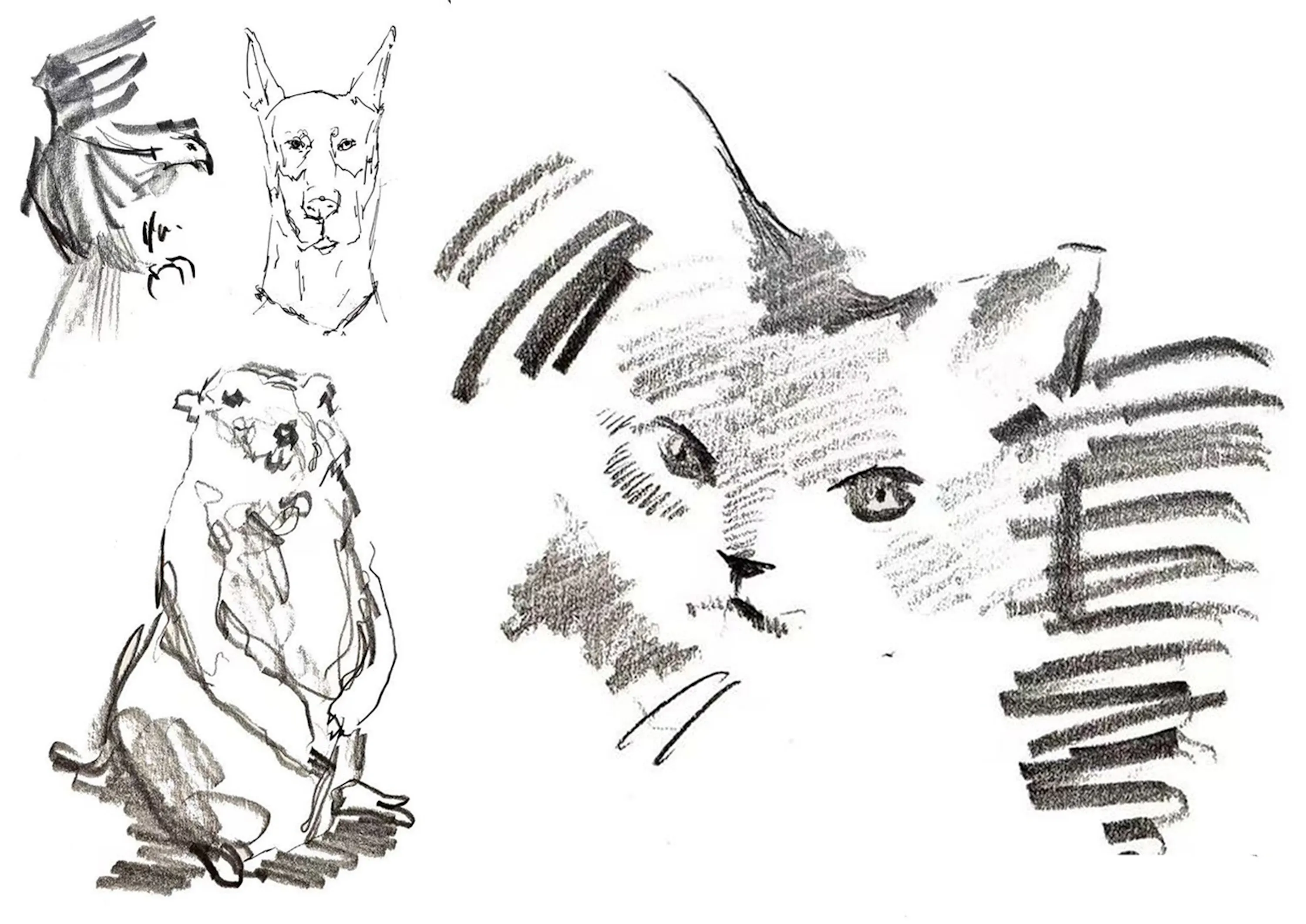 eine sammlung von kohle- oder bleistiftskizzen, die einen vogel, einen hundekopf, ein sitzendes murmeltier und einen katzenkopf zeigen.