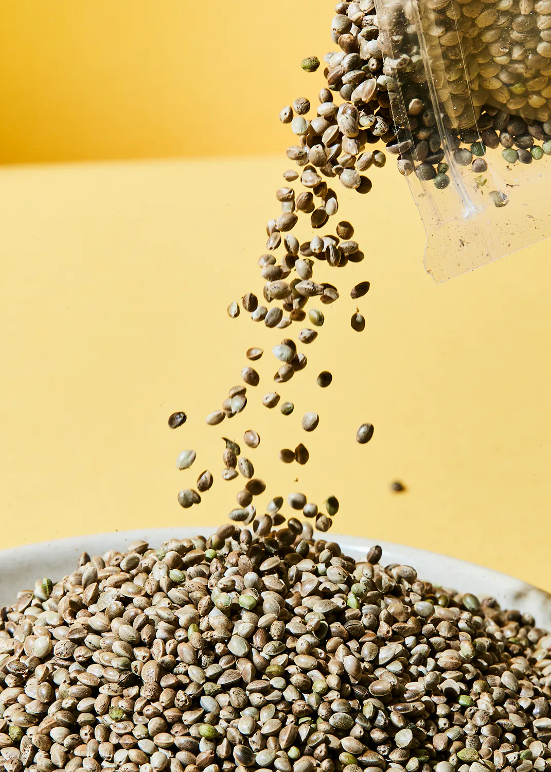 des graines de chanvre sont versées dans un bol