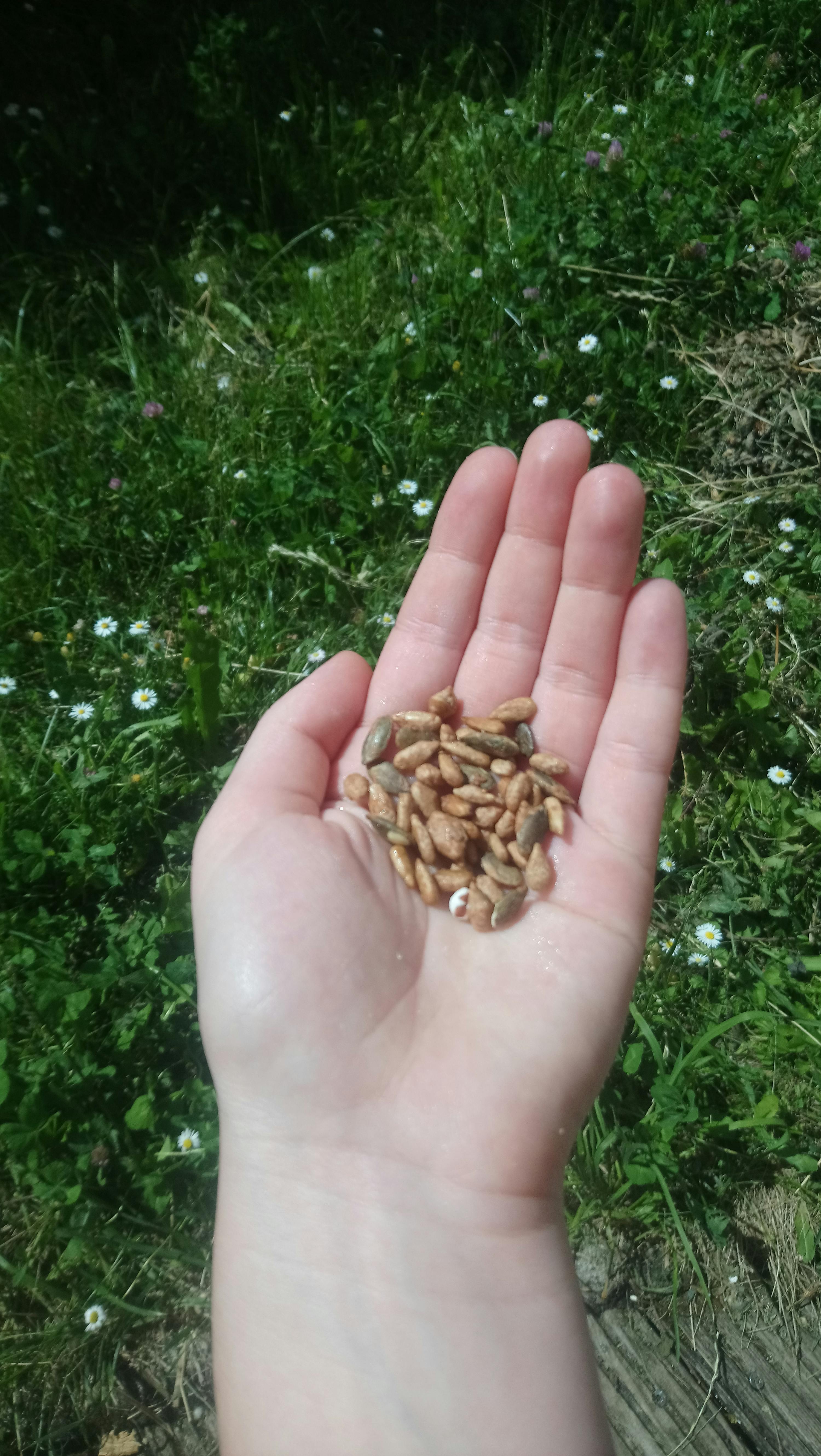 Achetez des graines de courge et de tournesol grillées au miel et