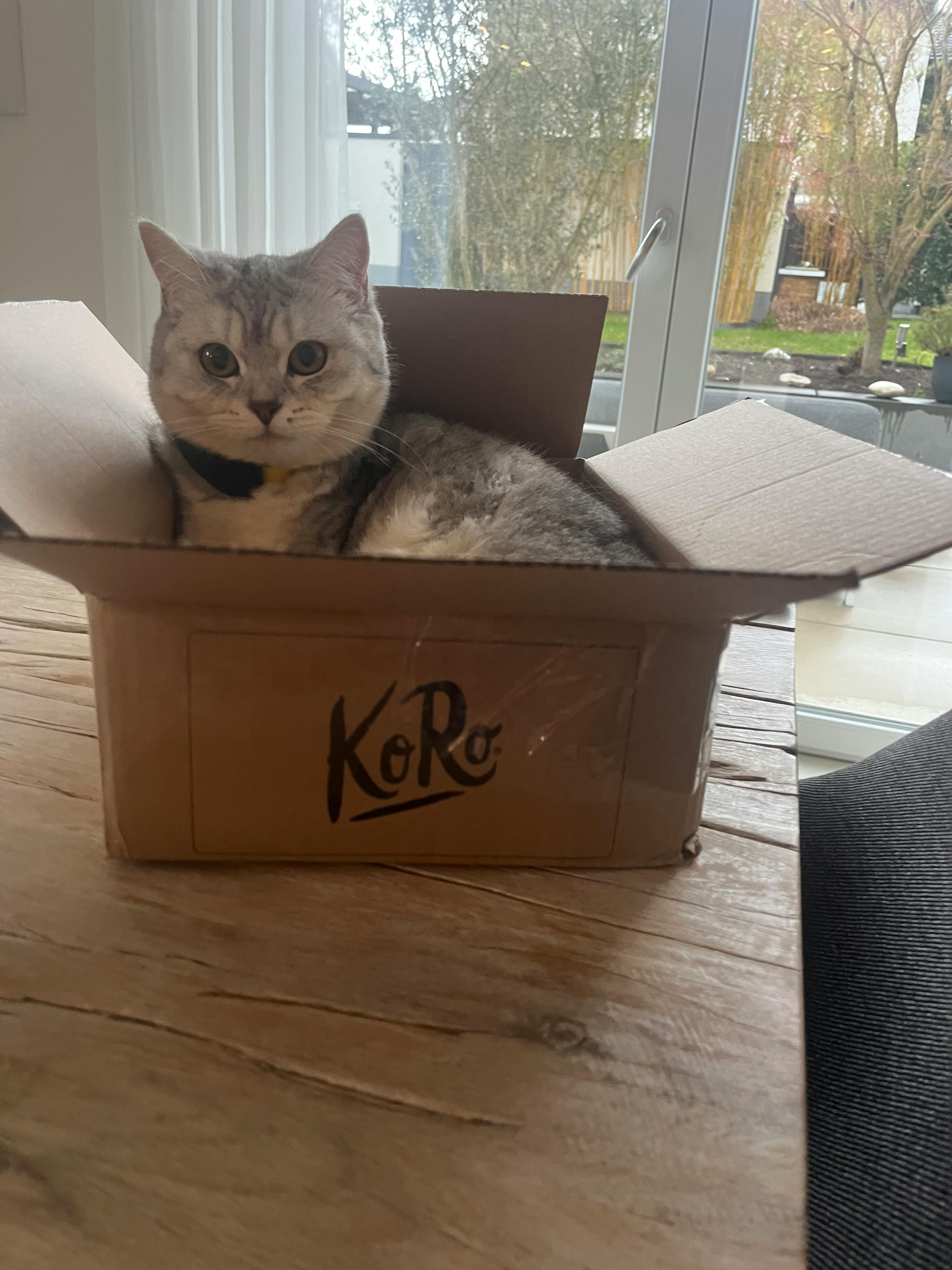 un chat se trouve à l' intérieur d' une boîte en carton avec le logo koro sur le côté