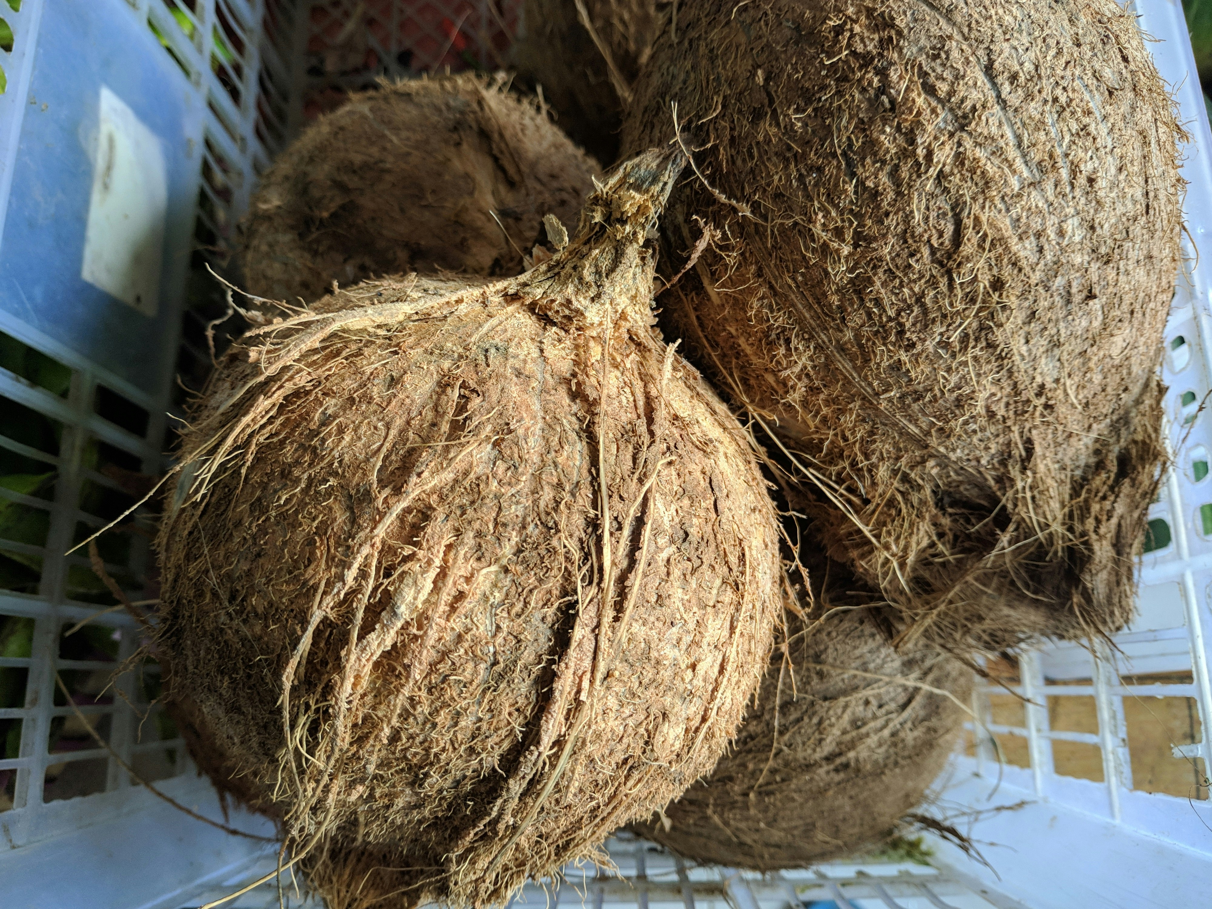 Bio Vegane Schoko-Kokos Riegel kaufen | KoRo