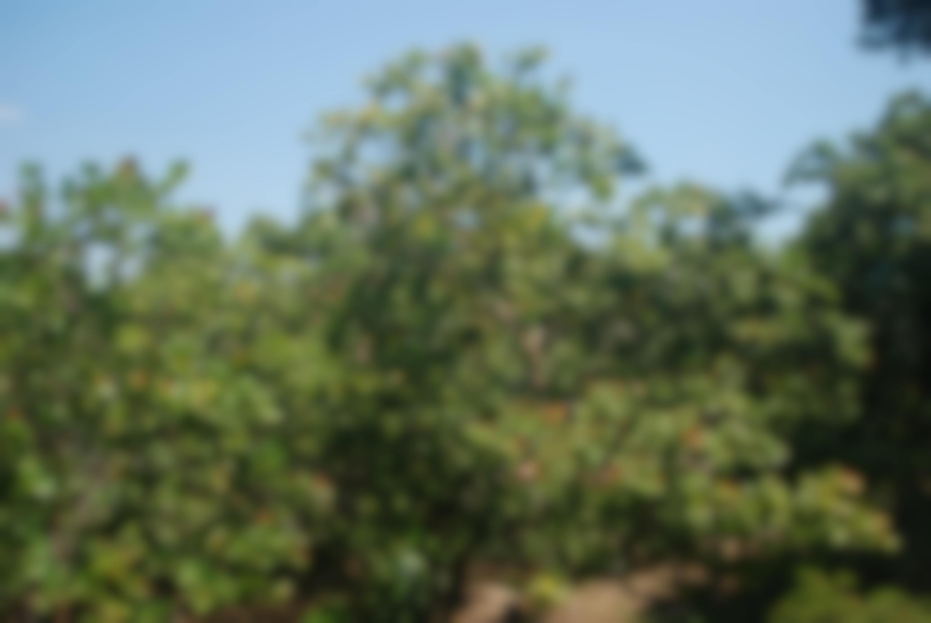 Cashewbäume genießen das tropische Klima in Südostasien