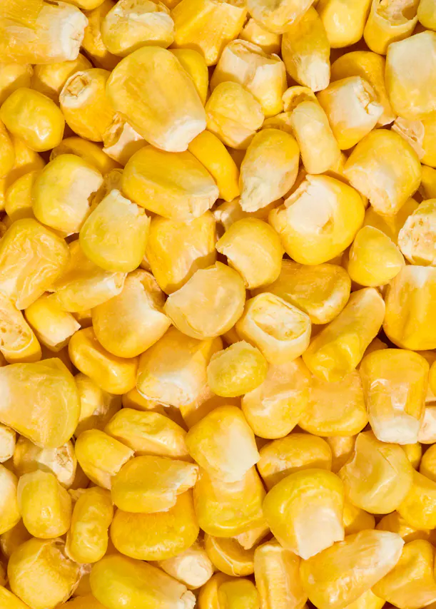 un montón de granos de maíz amarillo y blanco