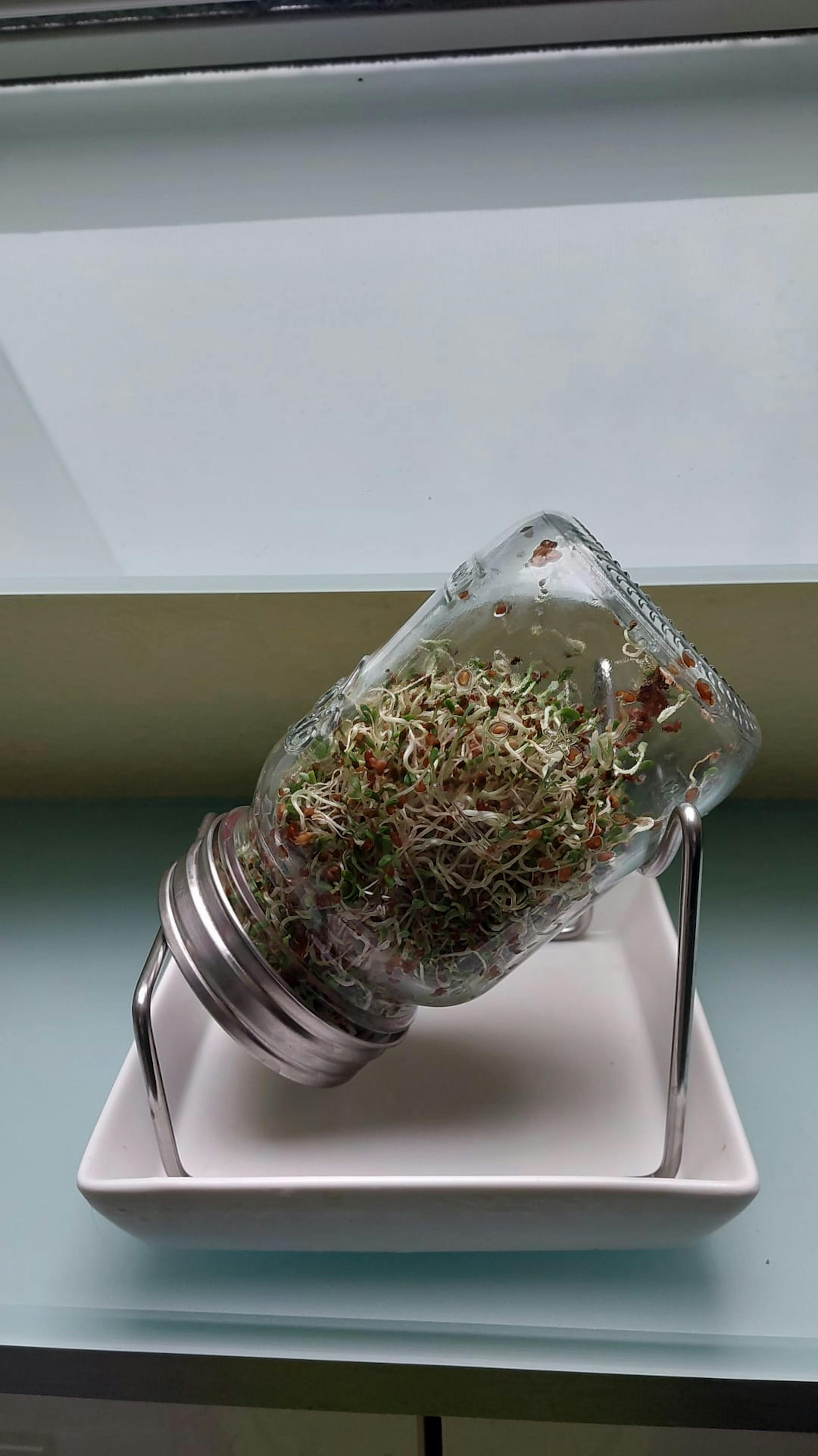 a mason jar filled with sprouts sits on a white tray