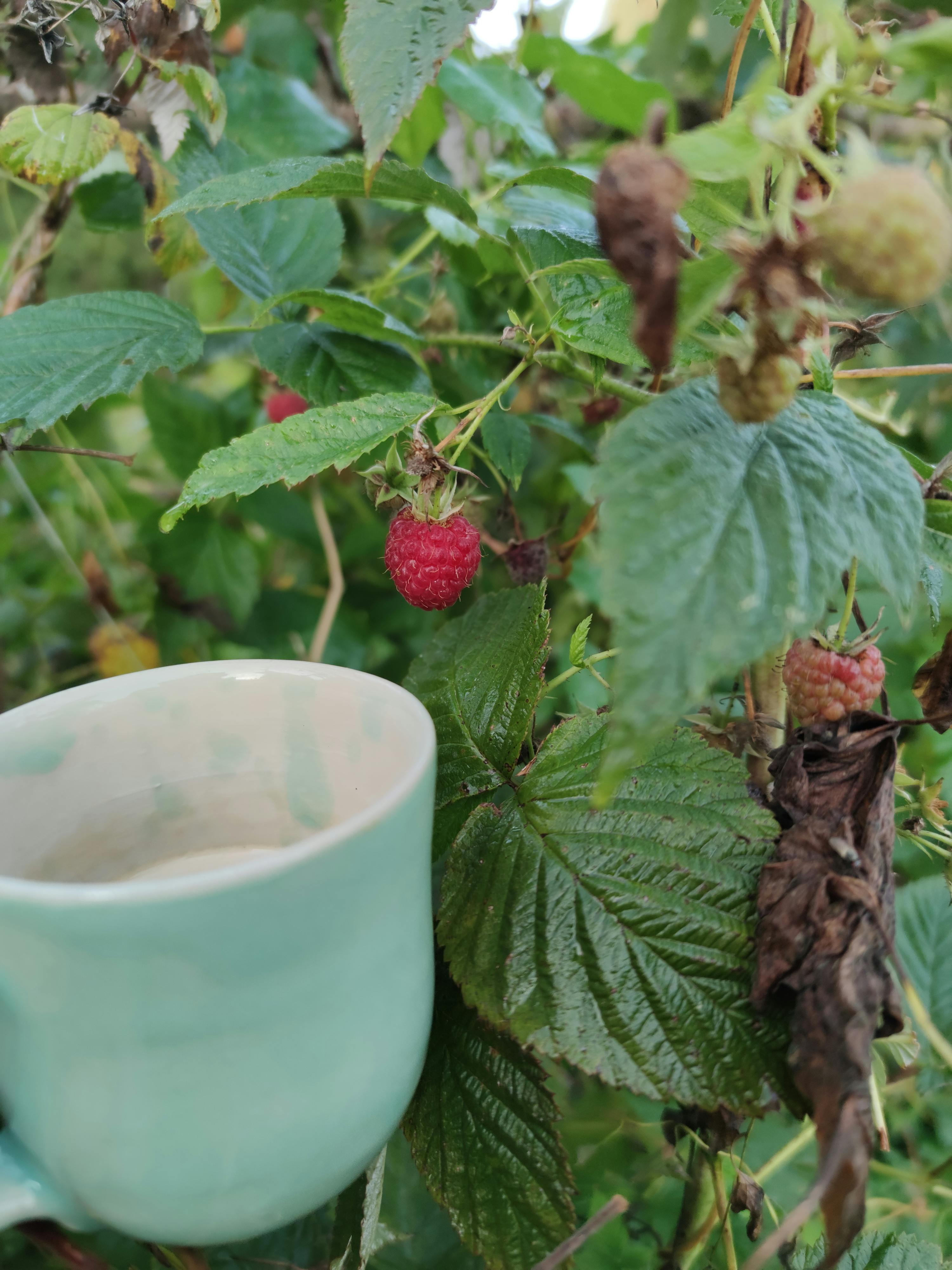 une framboise est accrochée à une branche d' arbre à côté d' une tasse verte