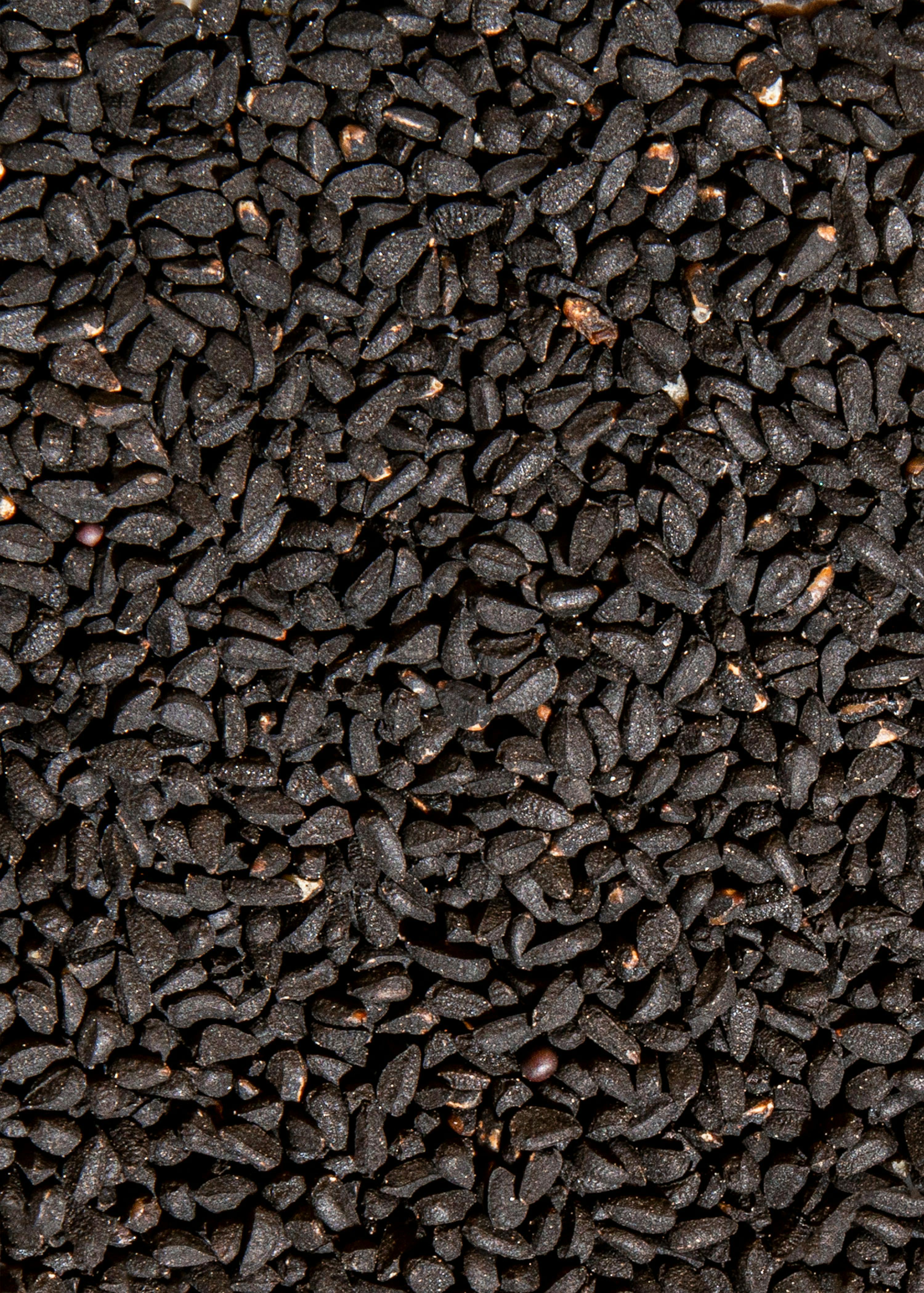 Graine de Nigelle Bio - 150g. Cumin Graines Noir ou Nigella Sativa Grain  Cumin Seeds. Séchées au Soleil. : : Epicerie