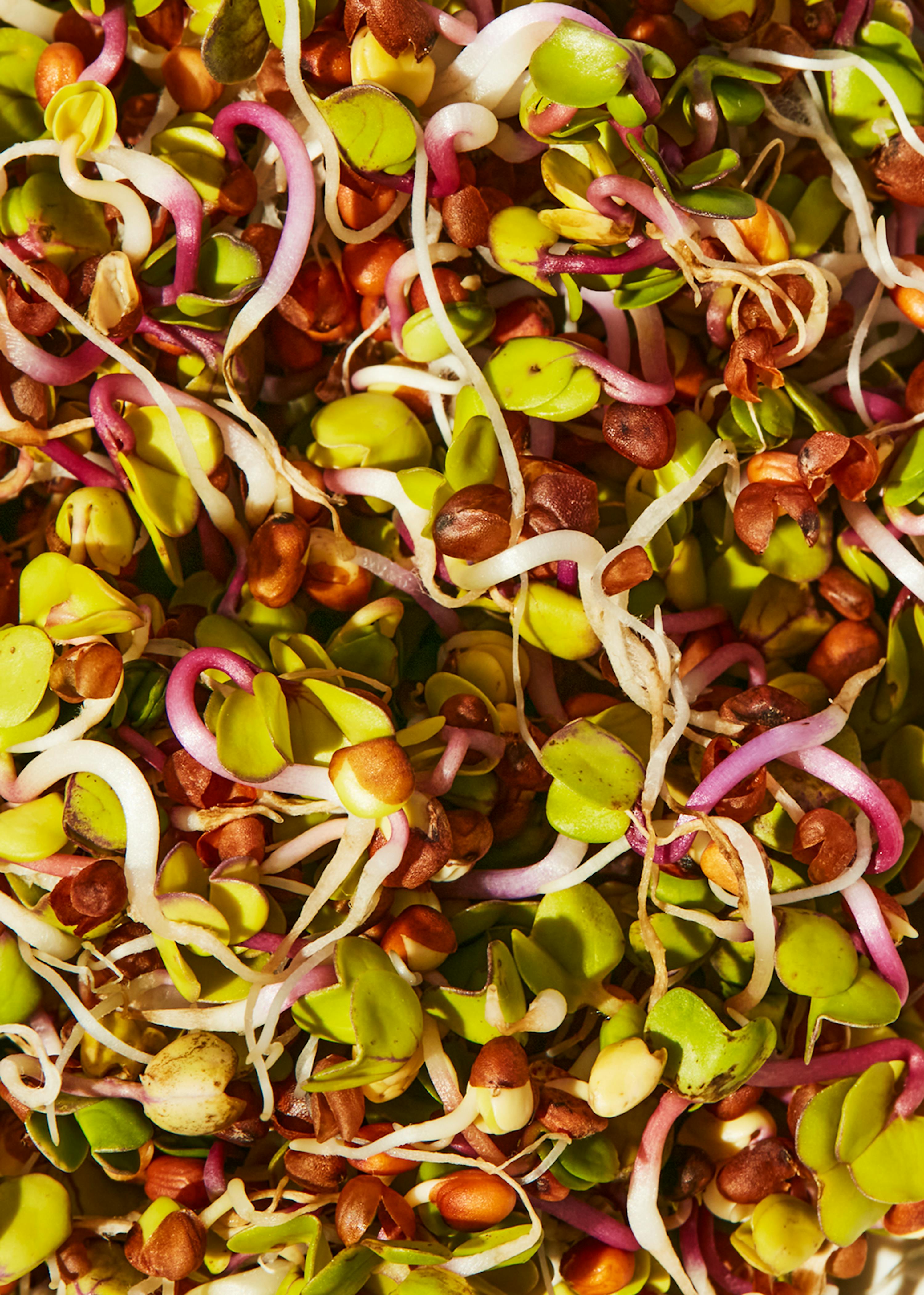 un tas de graines germées avec des feuilles vertes et rouges