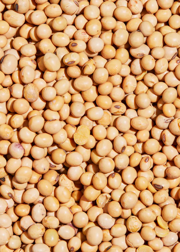 a close up of a pile of yellow beans