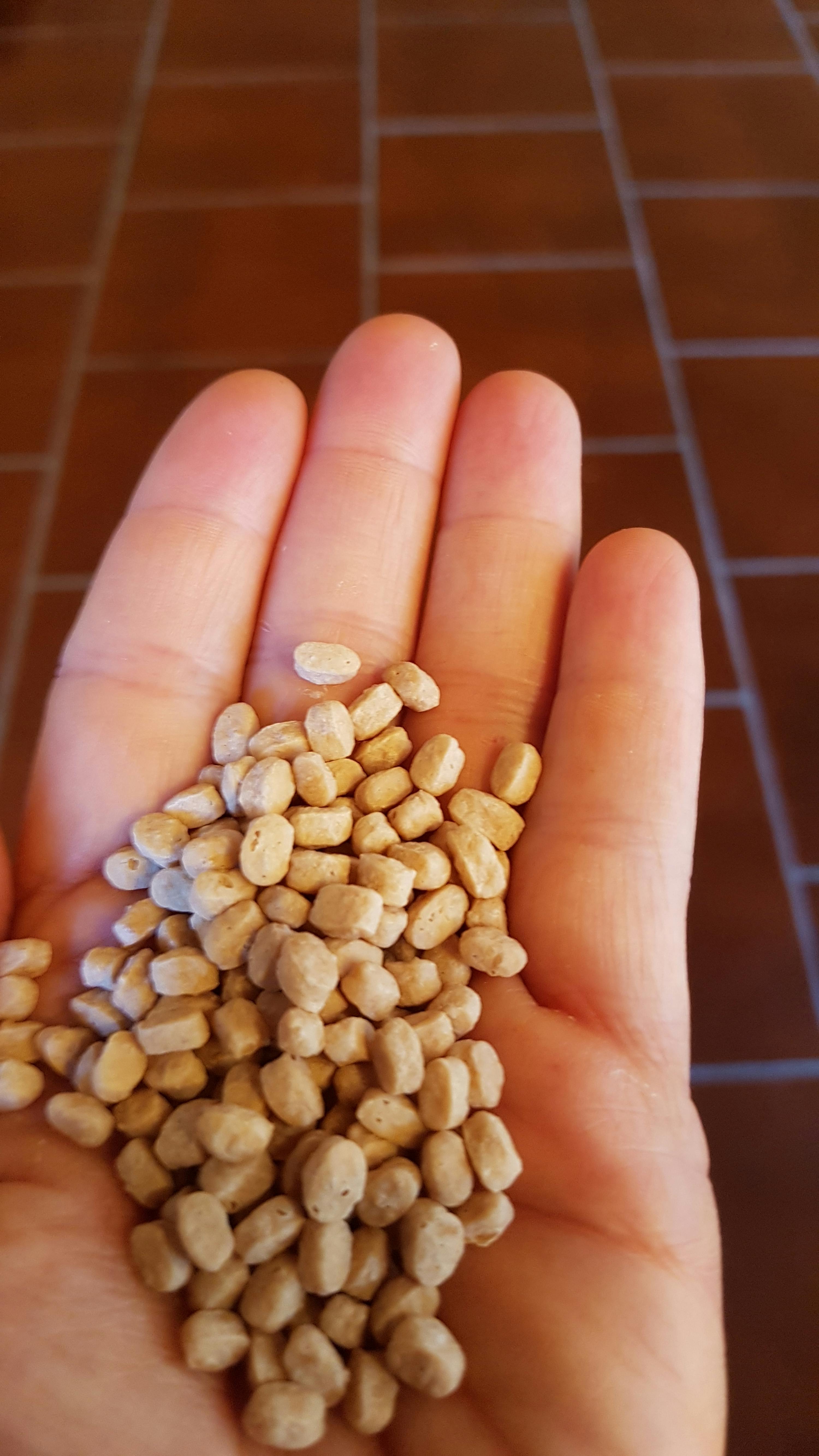 une personne tient un tas de graines dans sa main