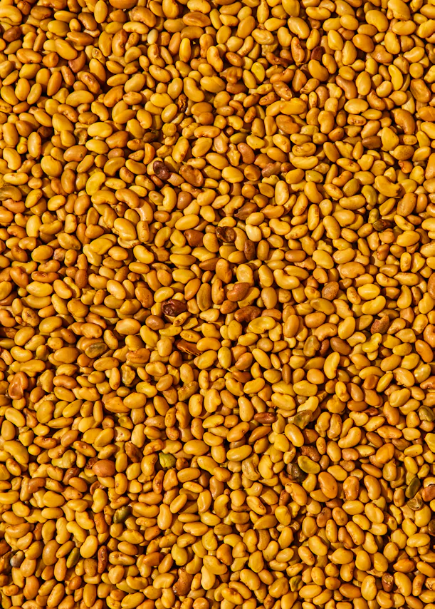 eine Nahaufnahme eines Haufens gelber Bohnen