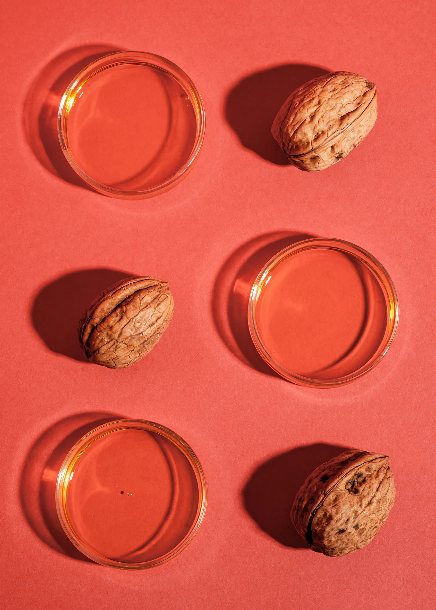 sechs Walnüsse und sechs Petrischalen mit Walnussöl auf einem roten Hintergrund