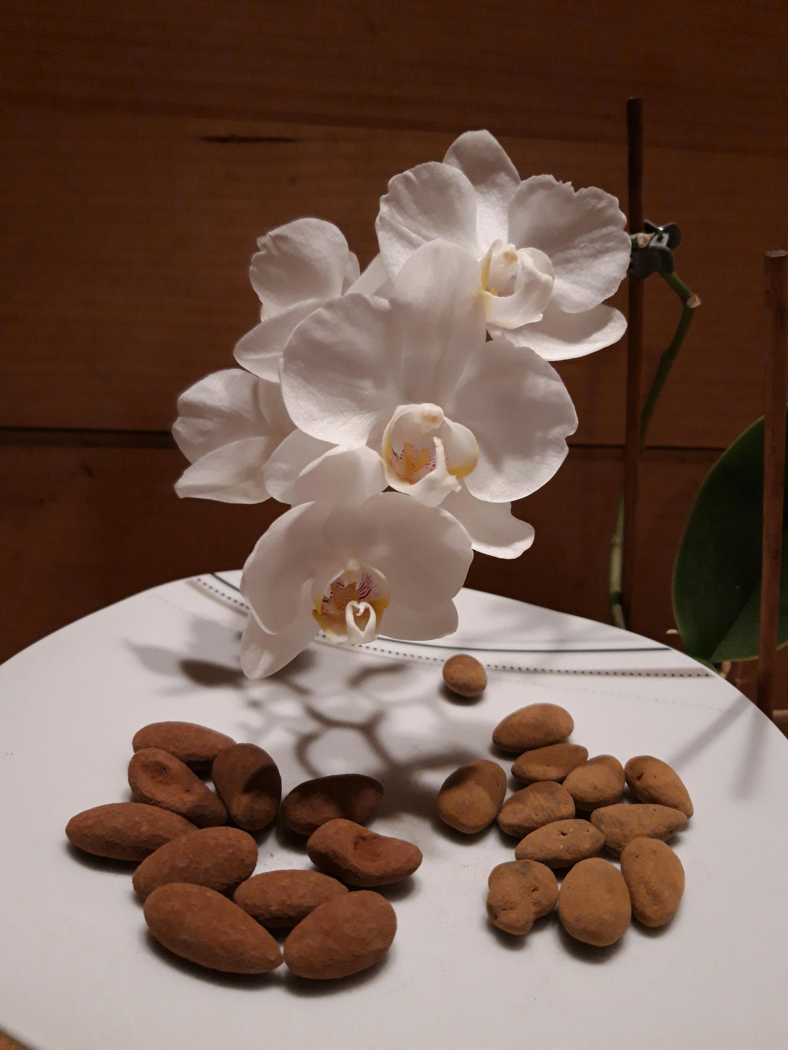 eine weiße orchidee steht neben einem haufen mandeln