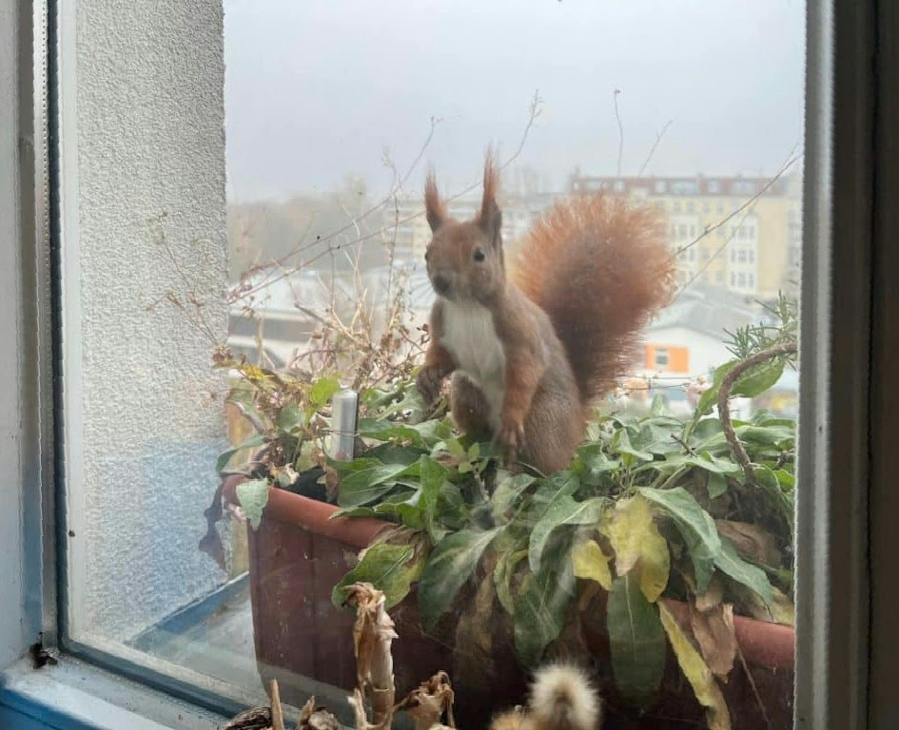 ein eichhörnchen sitzt auf einem blumenkasten vor einem fenster und blickt nach innen.