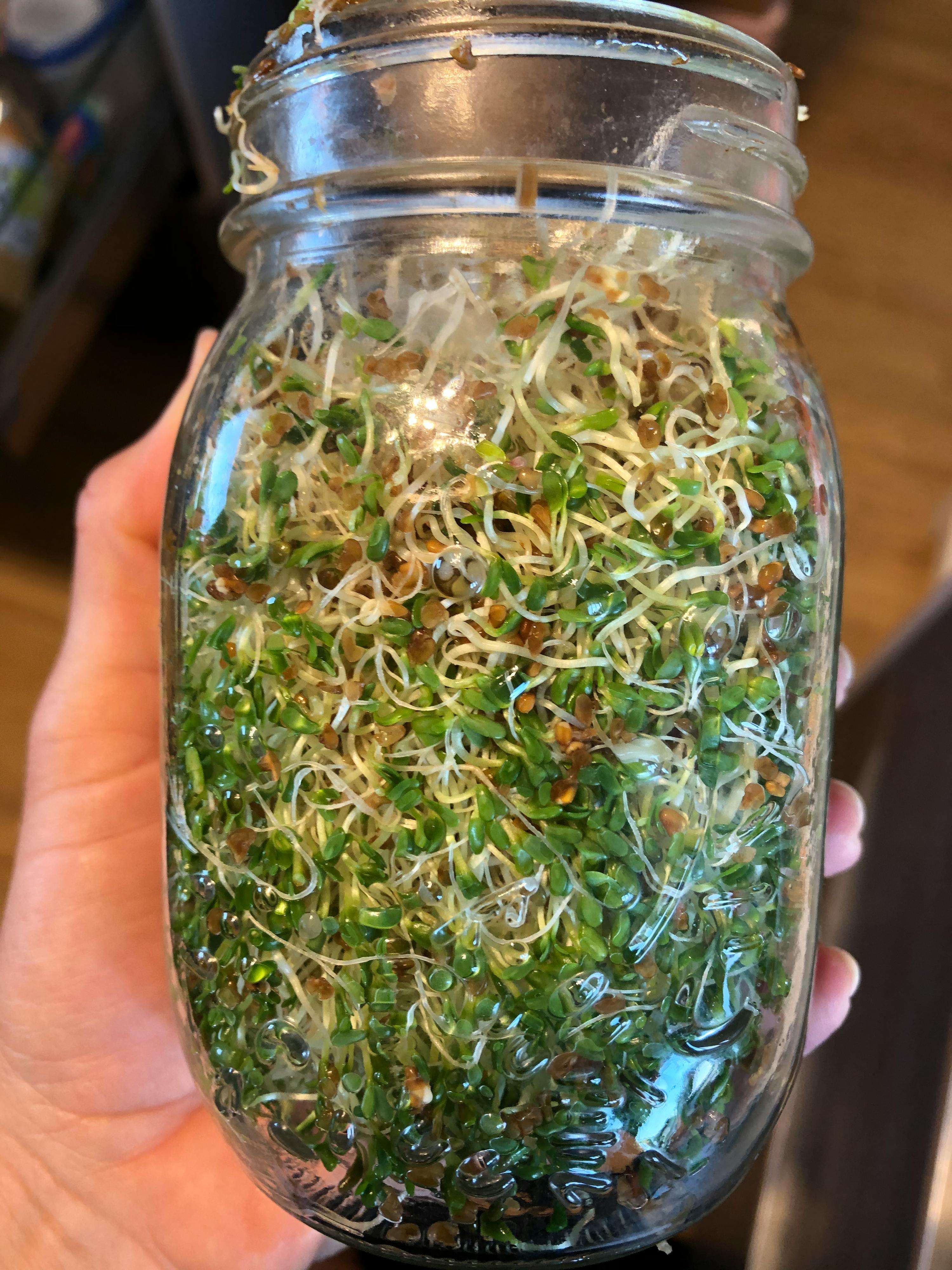 eine Person hält ein Glas mit sprossen darin