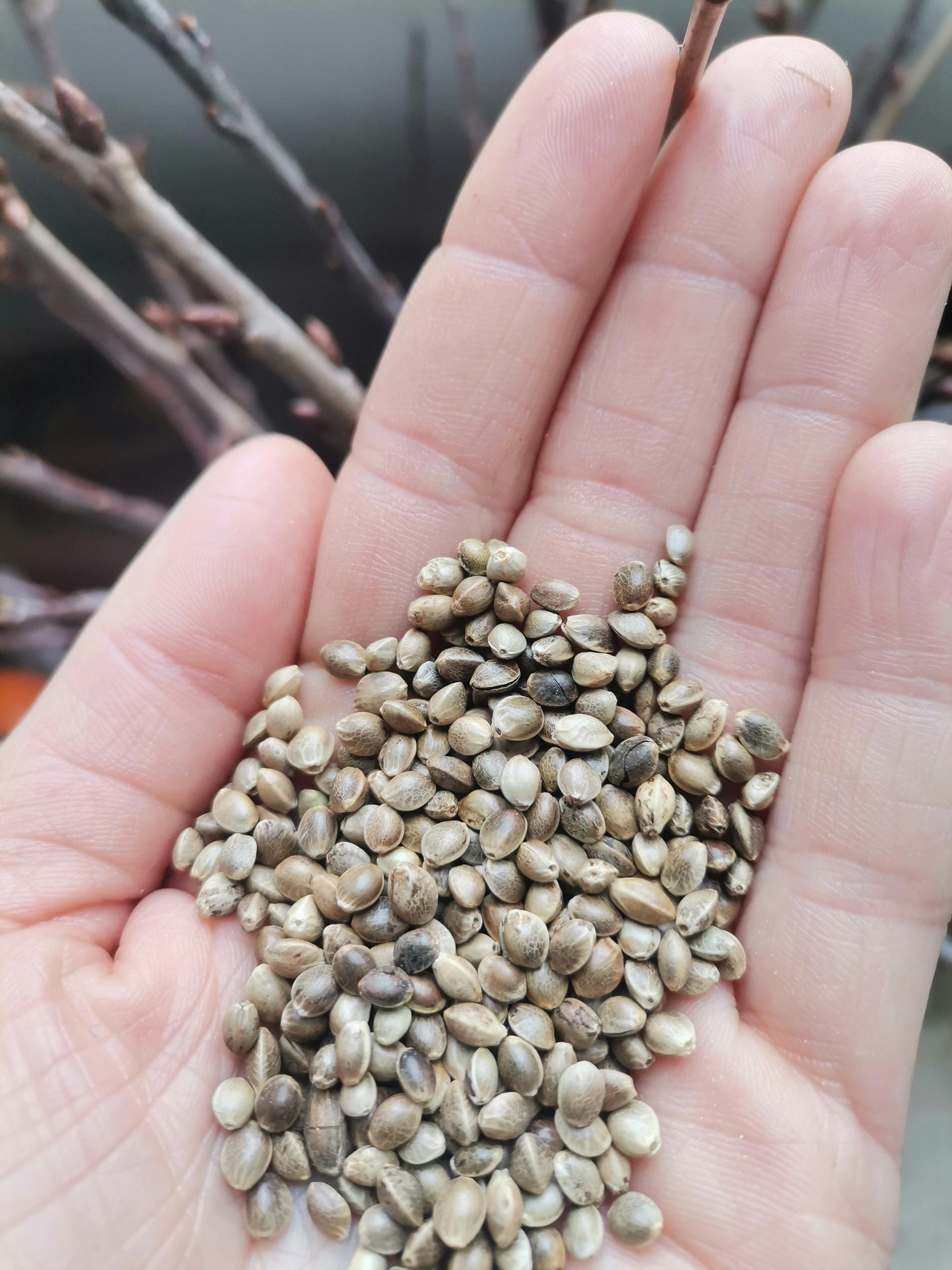 a person is holding a pile of hemp seeds in their hand