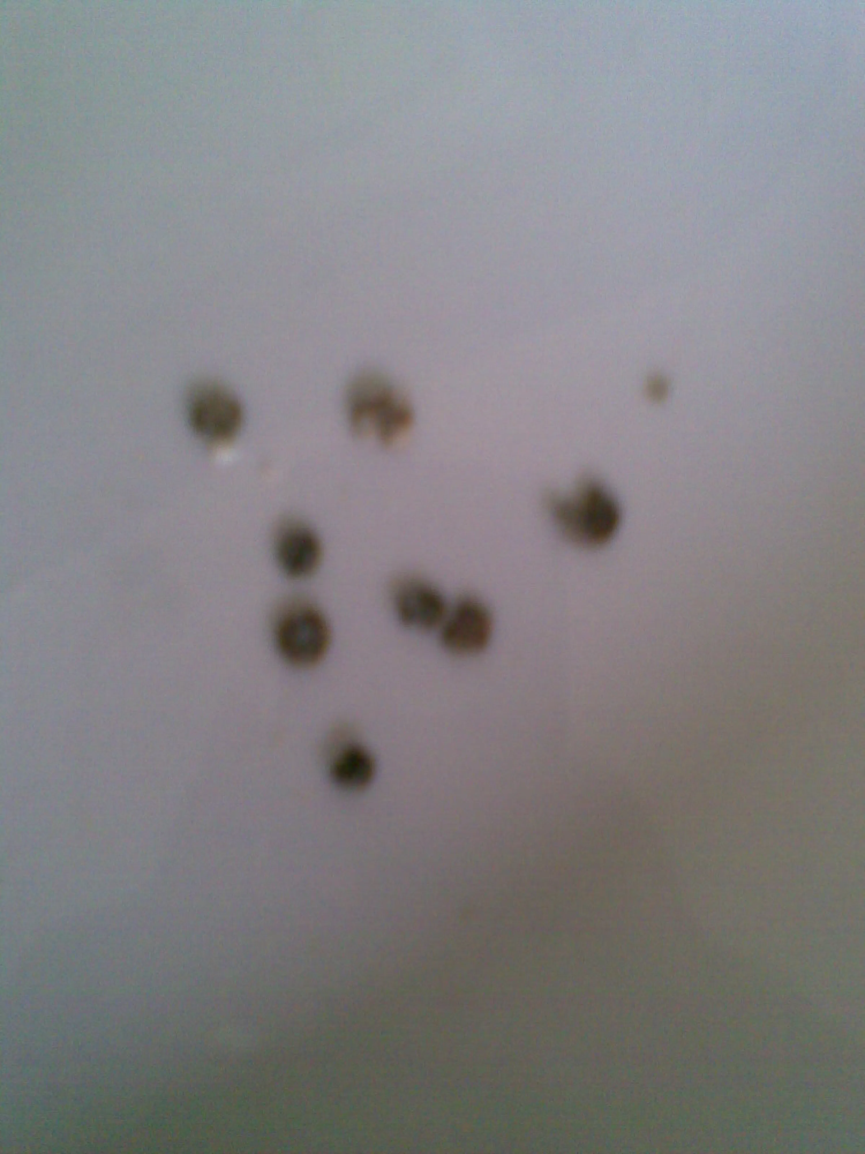 diverse piccole macchie scure e sfocate su uno sfondo chiaro.