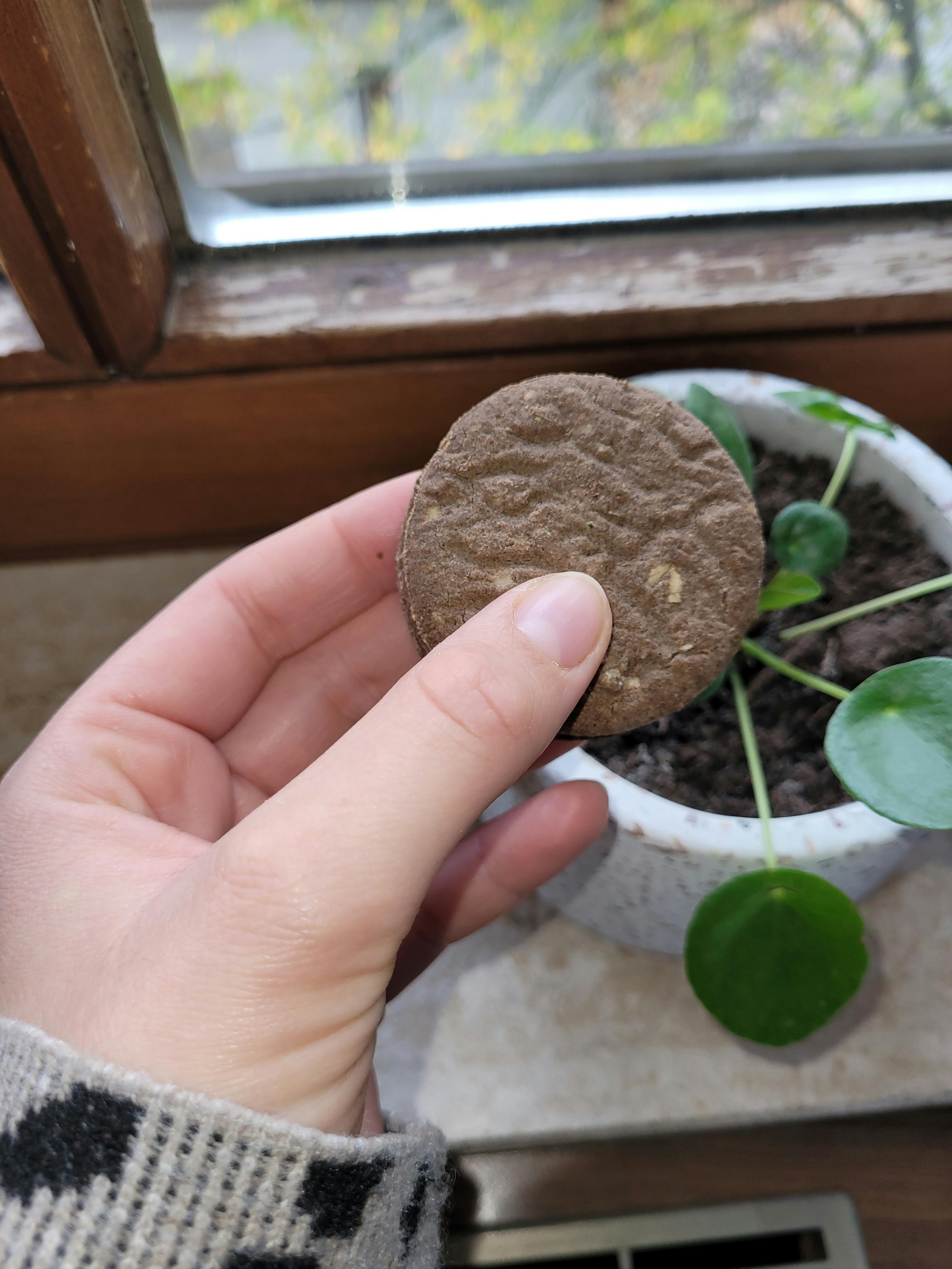 eine hand hält eine runde, braune anzuchttablette vor einer pflanze und einem fenster.