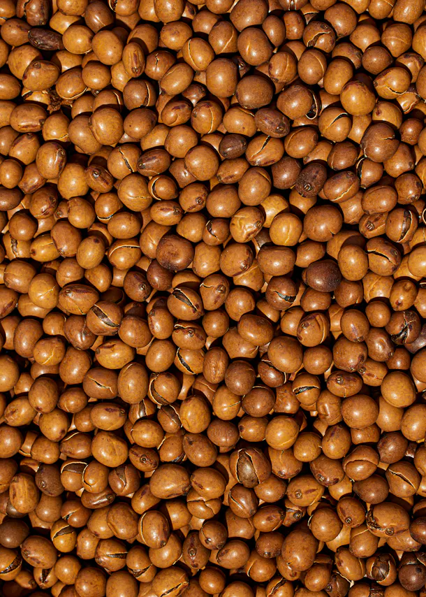 ein Haufen brauner Bohnen mit einem kleinen Loch in der Mitte