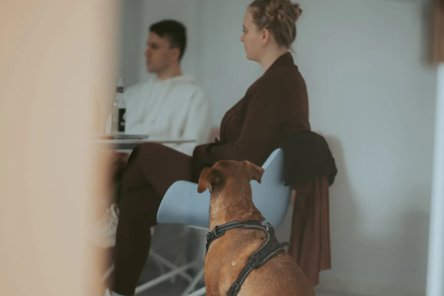 un chien assis sur une chaise bleue à côté d' une femme assise à une table