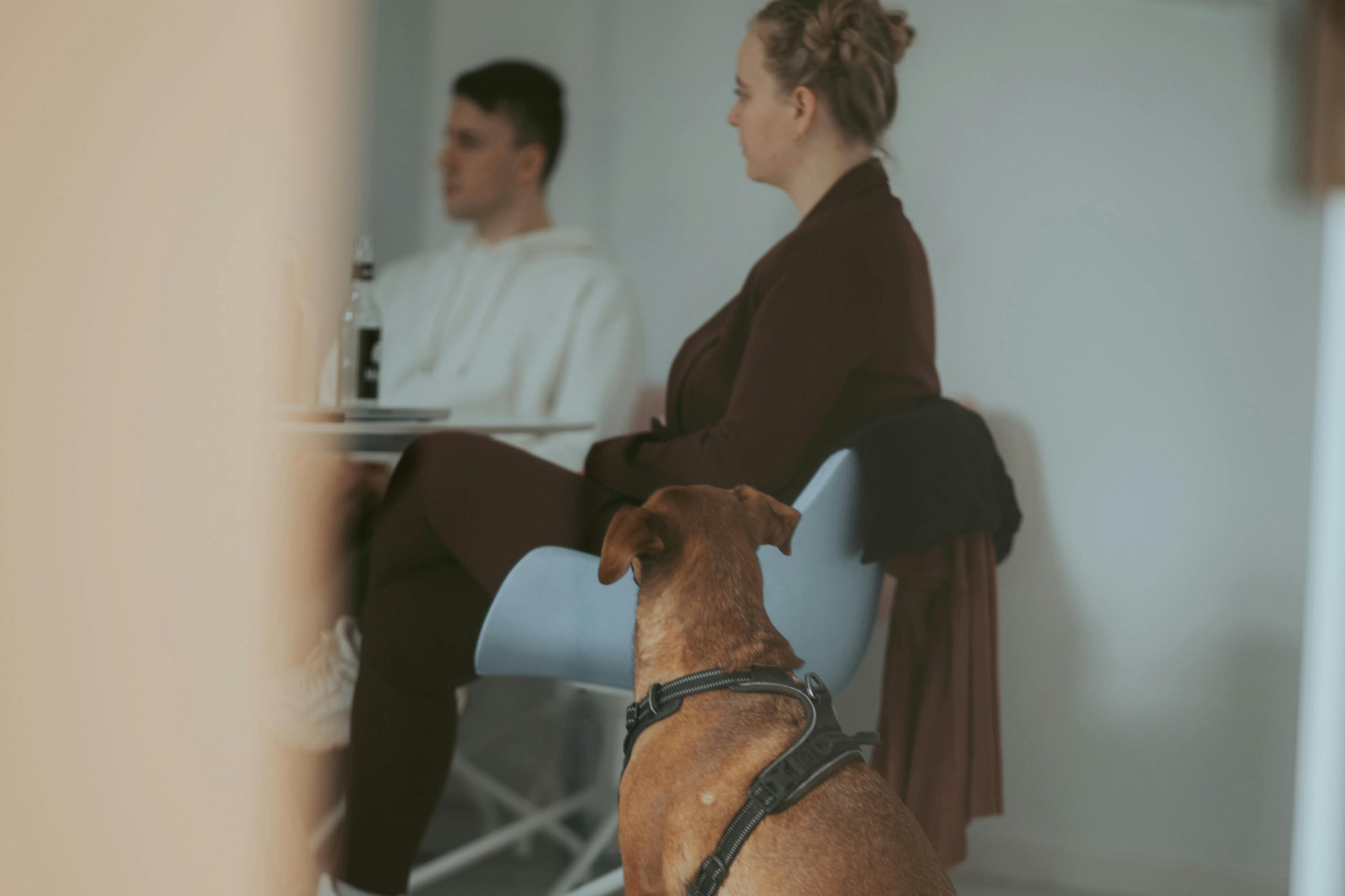 un cane con un guinzaglio è seduto su una sedia accanto a una donna