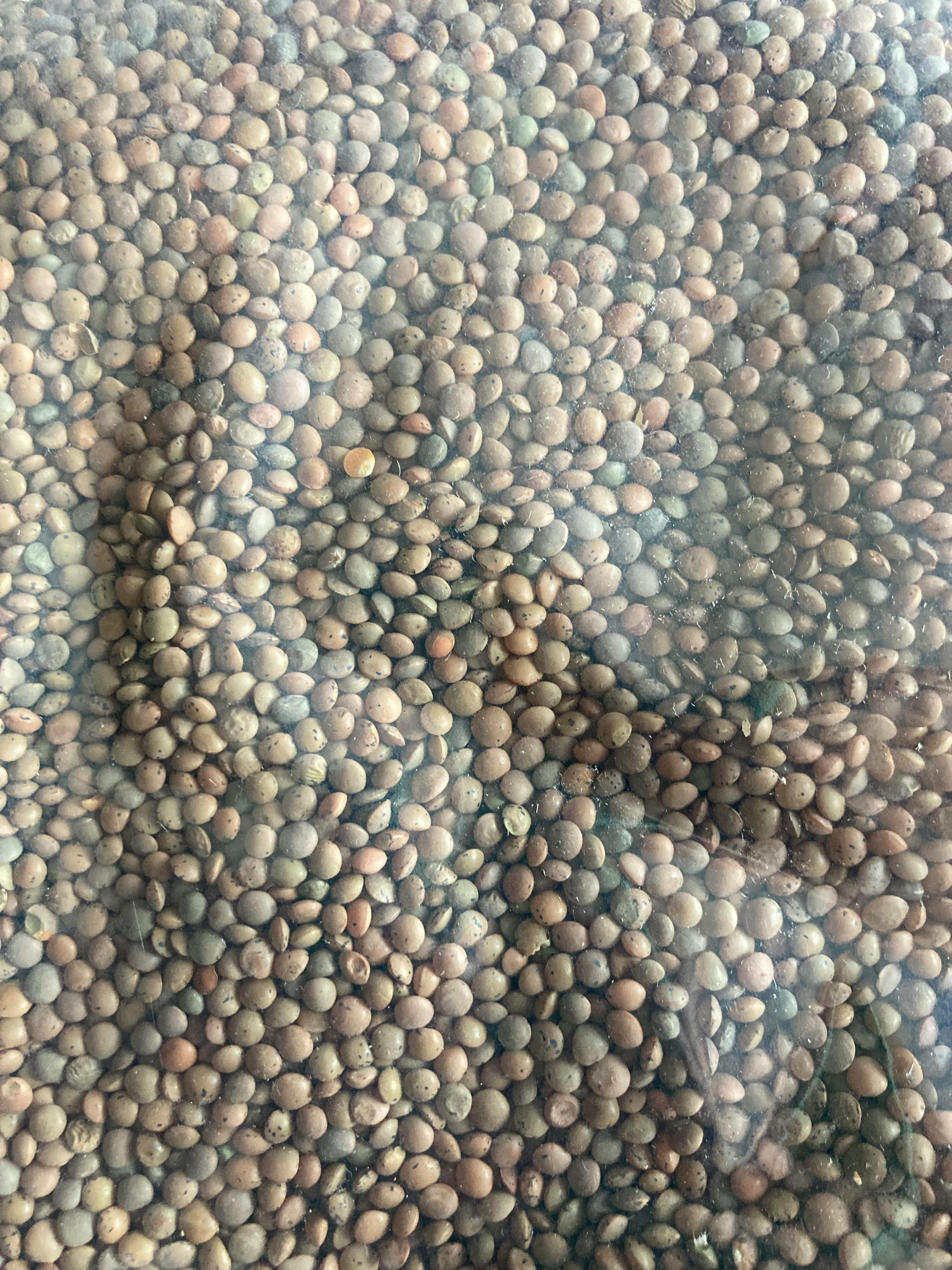 un gros plan d' un tas de lentilles brunes
