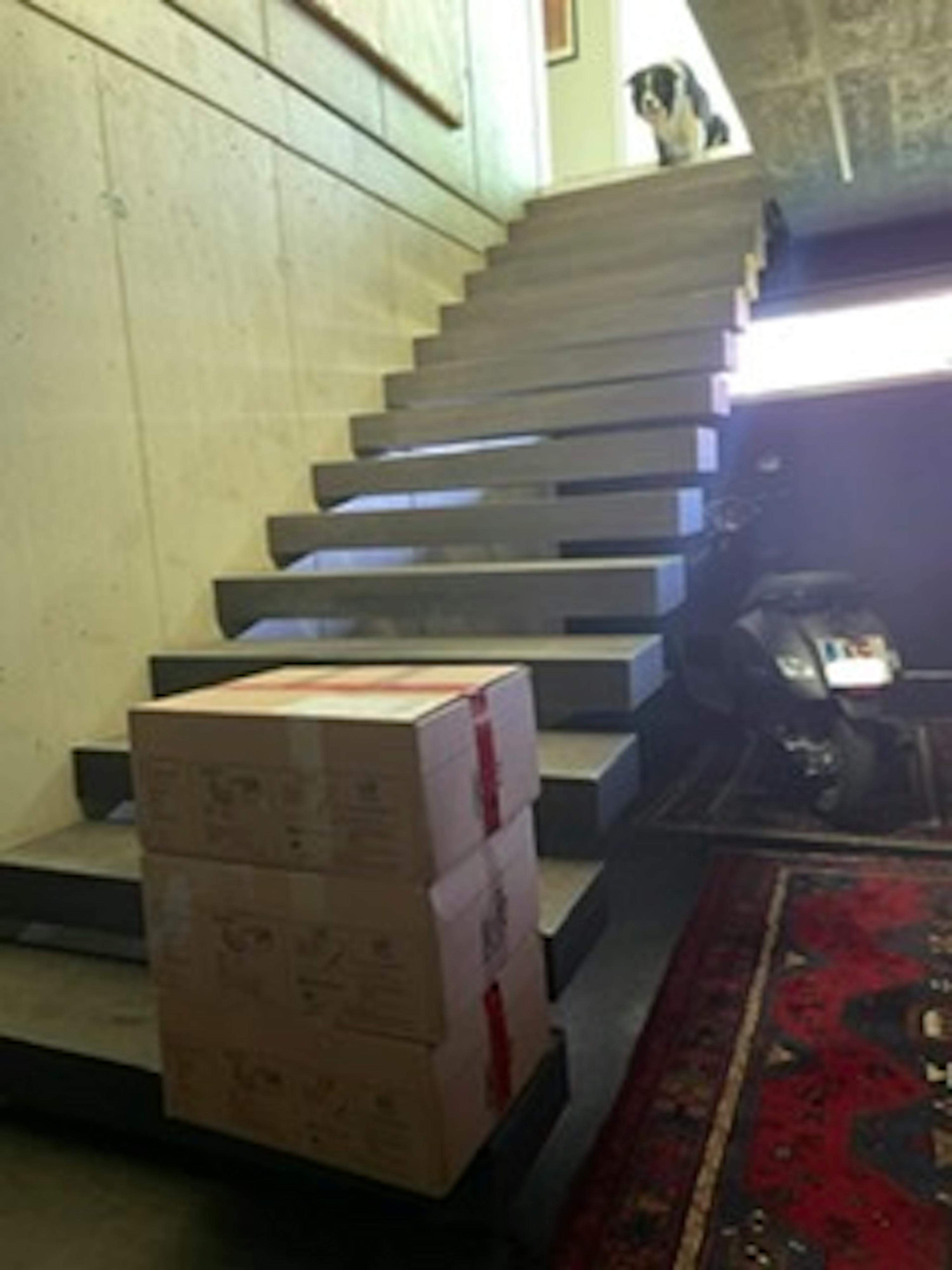 ein Hund sitzt auf einer Treppe neben einem Stapel Kisten