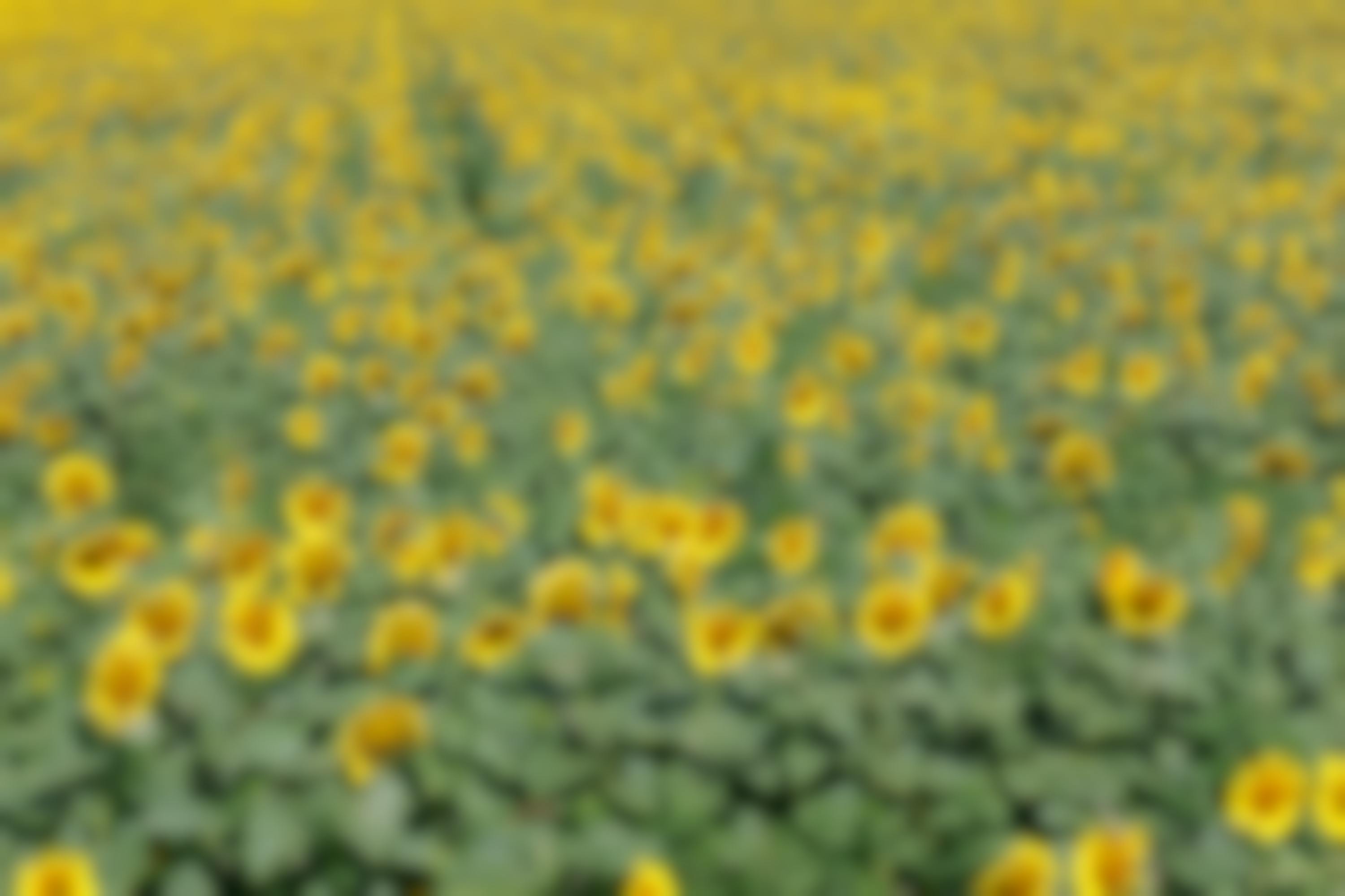 Weite Sonnenblumenfelder in Bulgarien